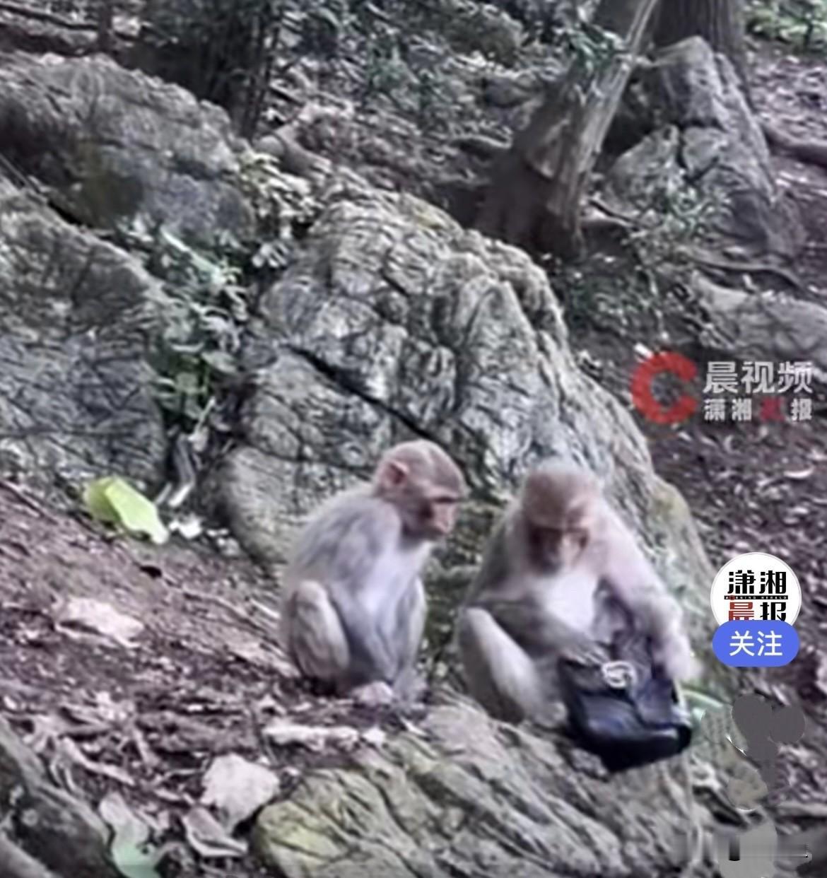 近日，贵阳黔灵山公园，一名游客在公园游玩，万万没想到，园内野生猴子突然直接突袭，