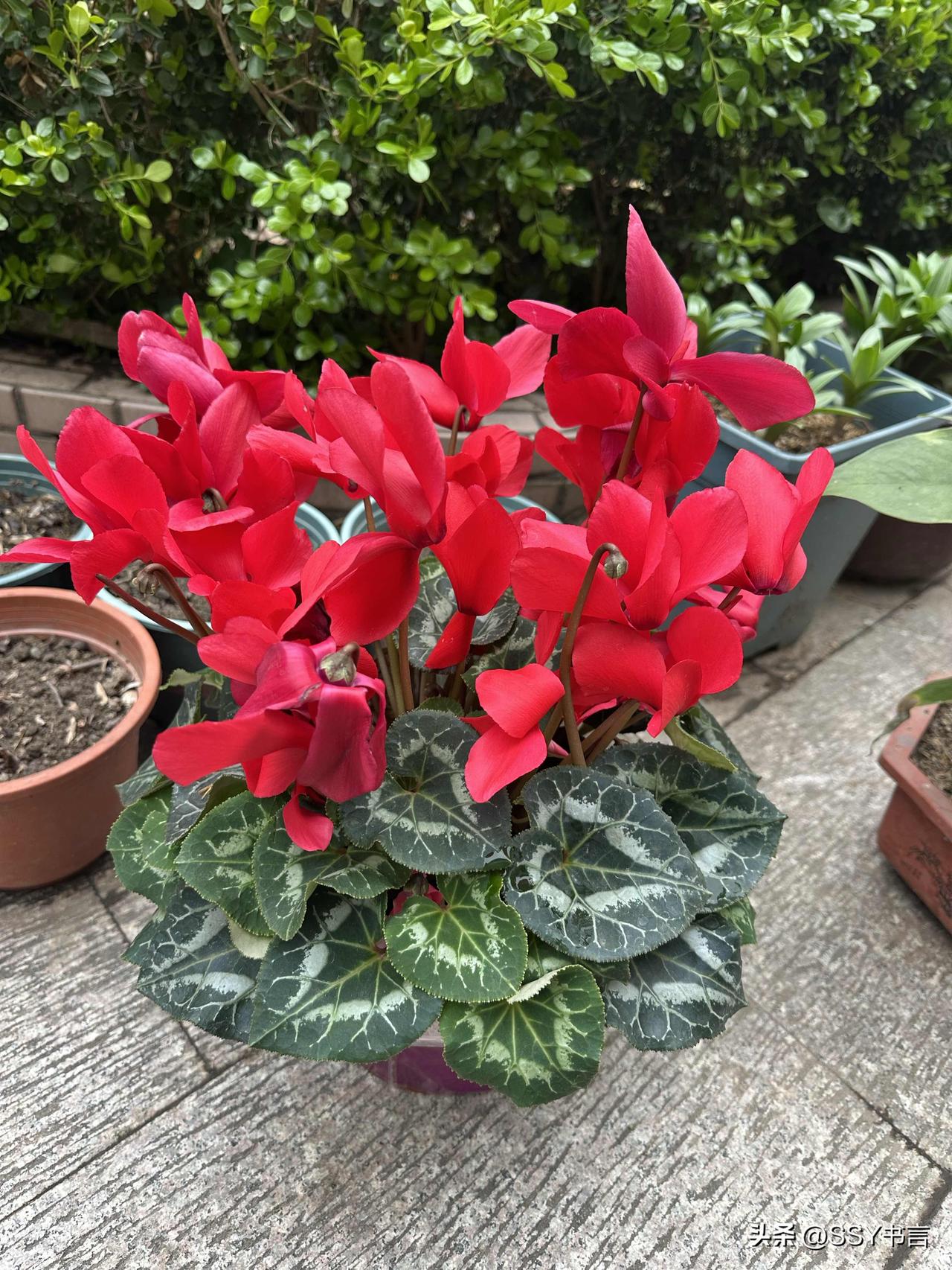 春天来了，分享一张你拍的花照片