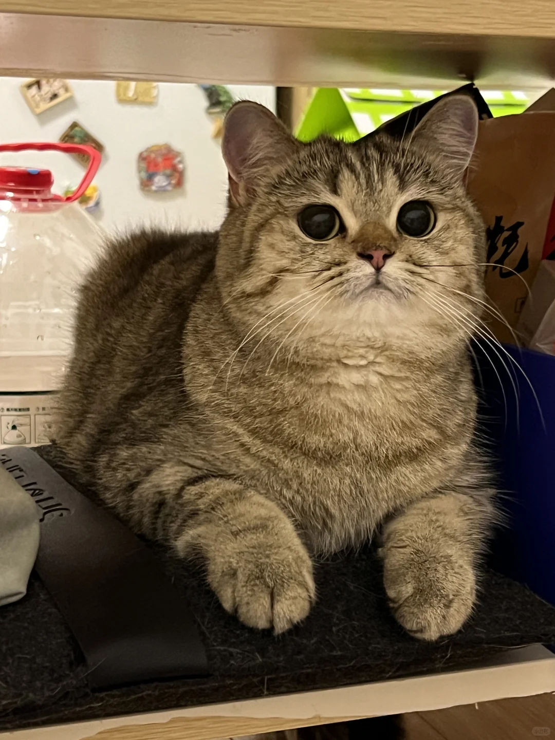 一辆猫车路过