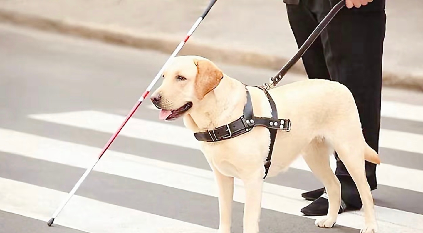 酒店拒绝导盲犬入住是否违法酒店行业总在升级智能设备，却忘了最基本的