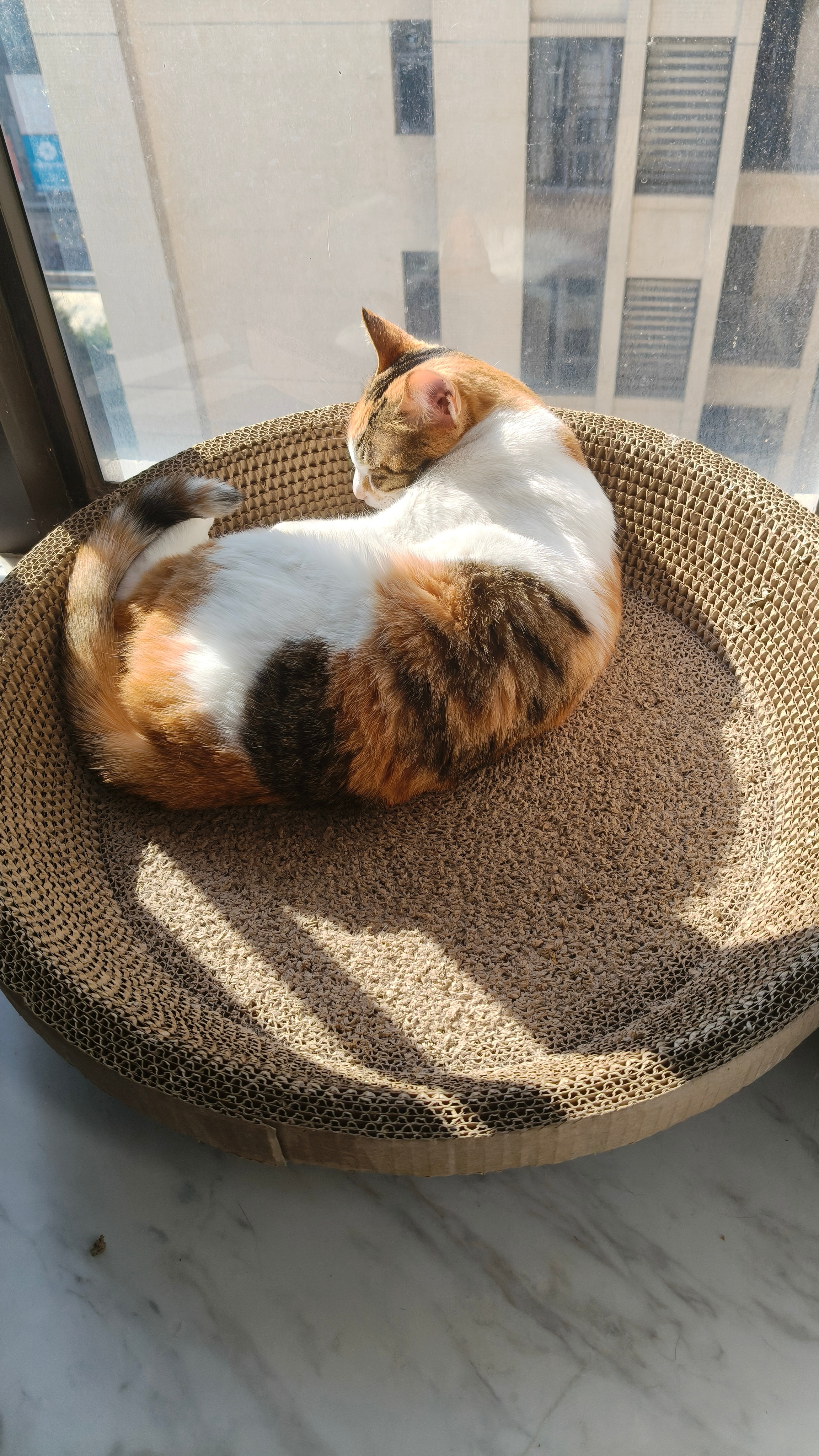 新年发个猫团子 