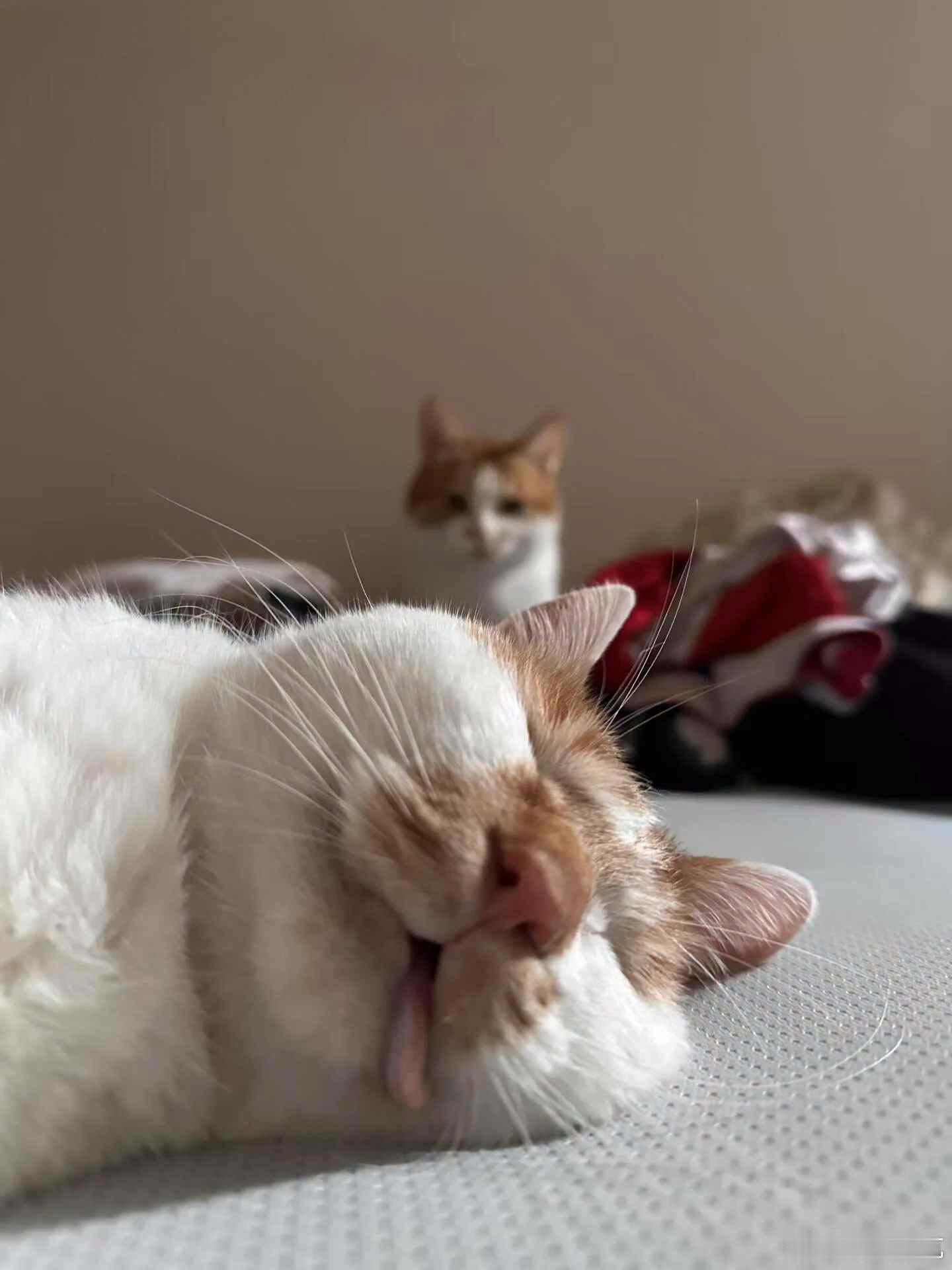 【 进入深度梦乡 】睡得毫无形象，是做了甜甜的猫猫梦吧💤 ​​​