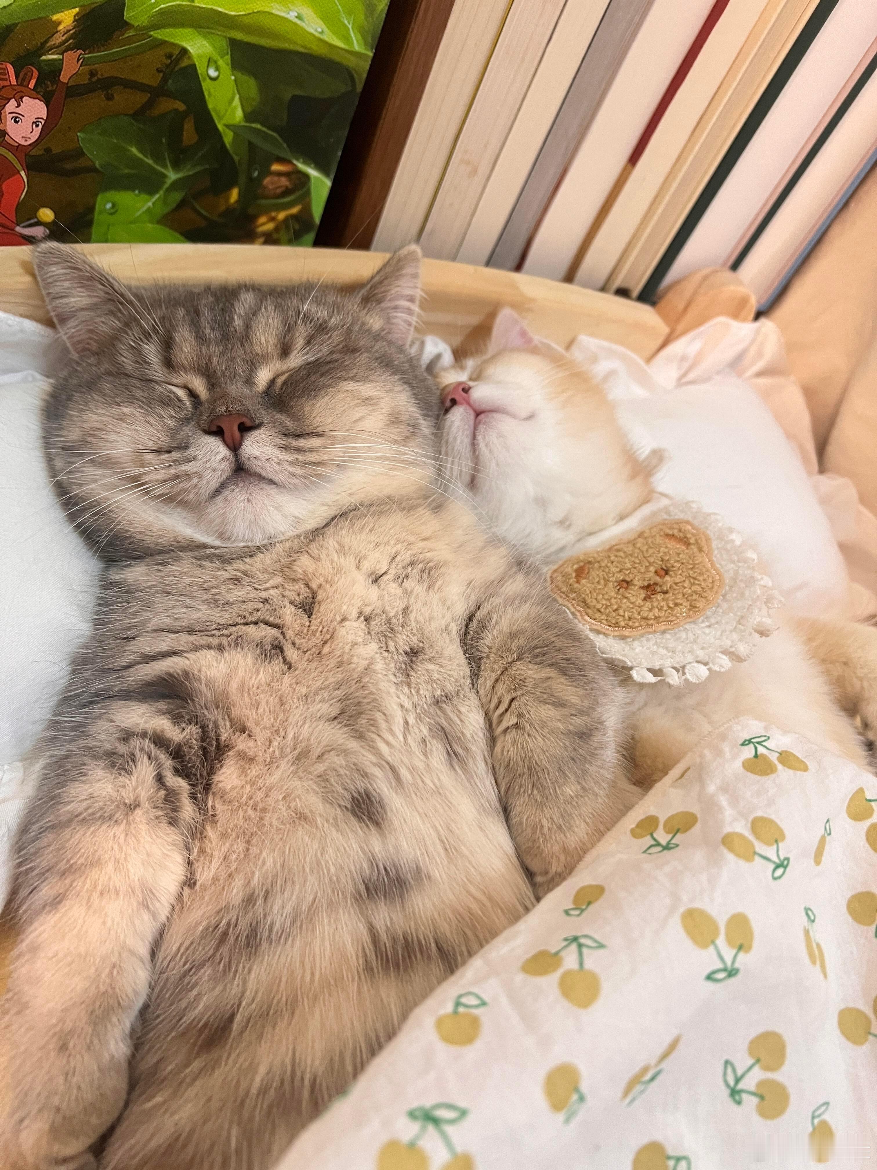 2026第一波小猫睡姿审美库这一幕要是没拍到 我得后悔一辈子！ 