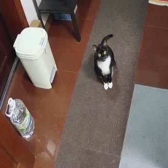 制造奇怪声音的…无论你是谁…立刻现身…daily奶牛猫 （投稿：） 