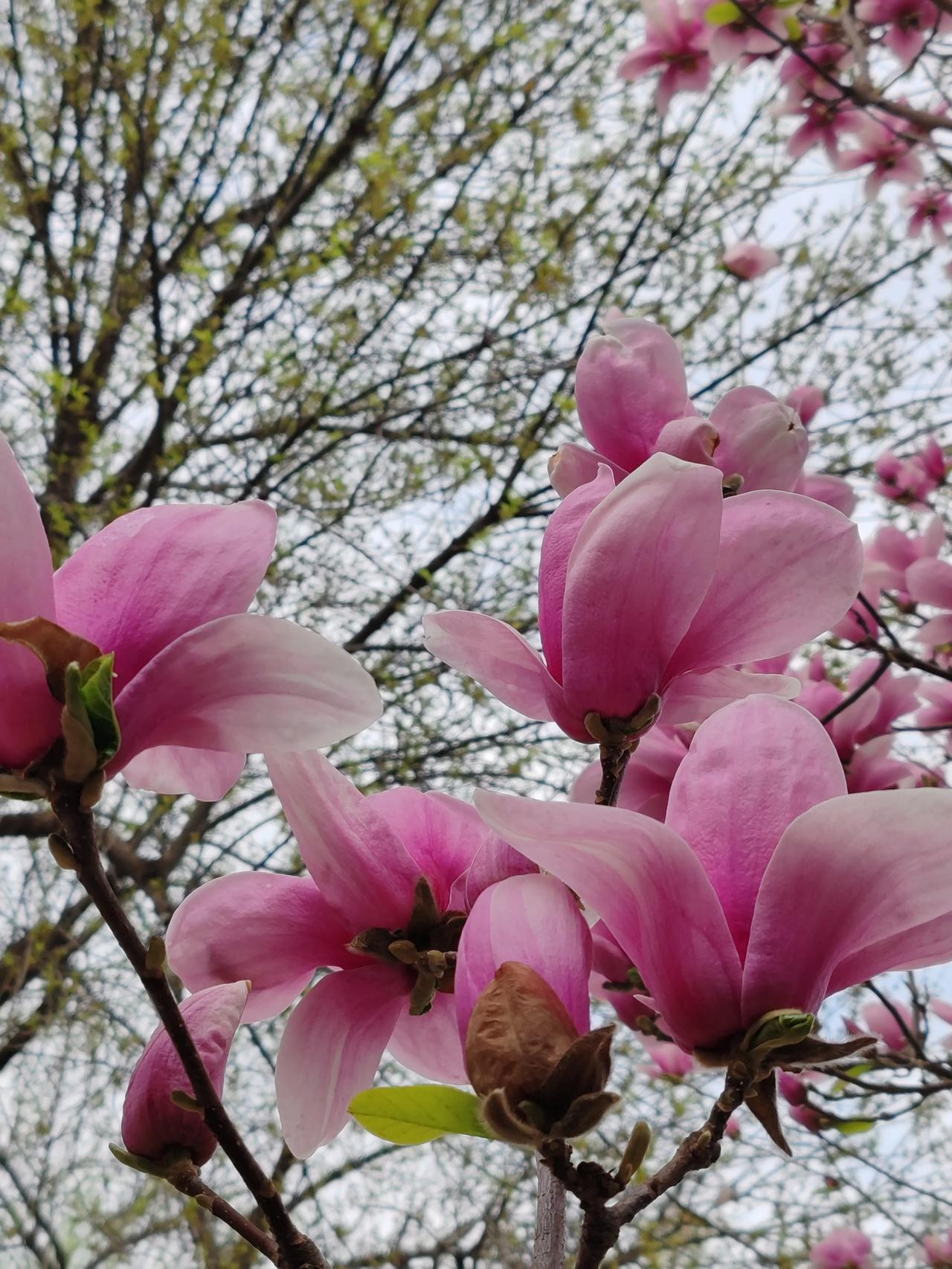 晒图笔记大赛春天的随手拍。