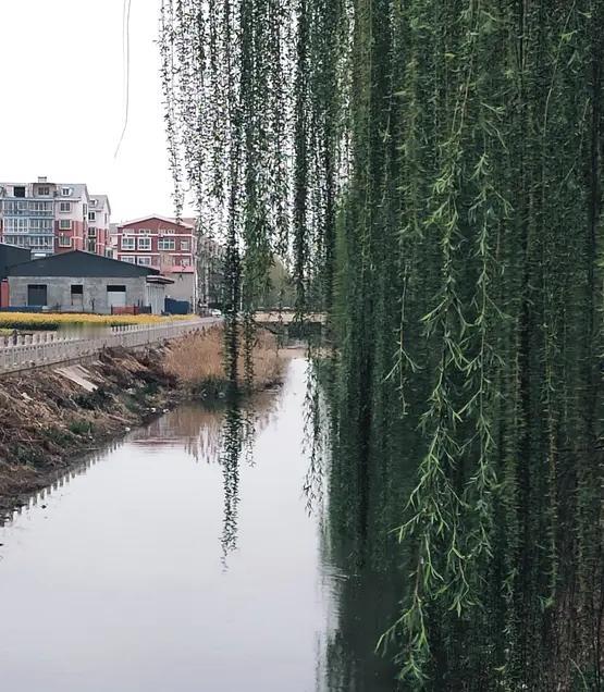 上联：株株杨柳吐新叶
下联：朵朵荷花杨芬芳
[微风][微风][微风][微风][微
