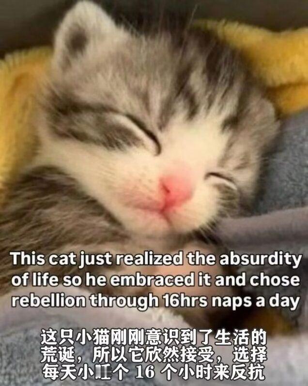智慧小猫 ​​​