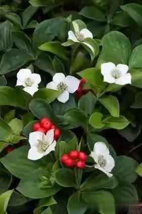 加拿大国花：御膳橘（Bunchberry）@Northern Wildflowe