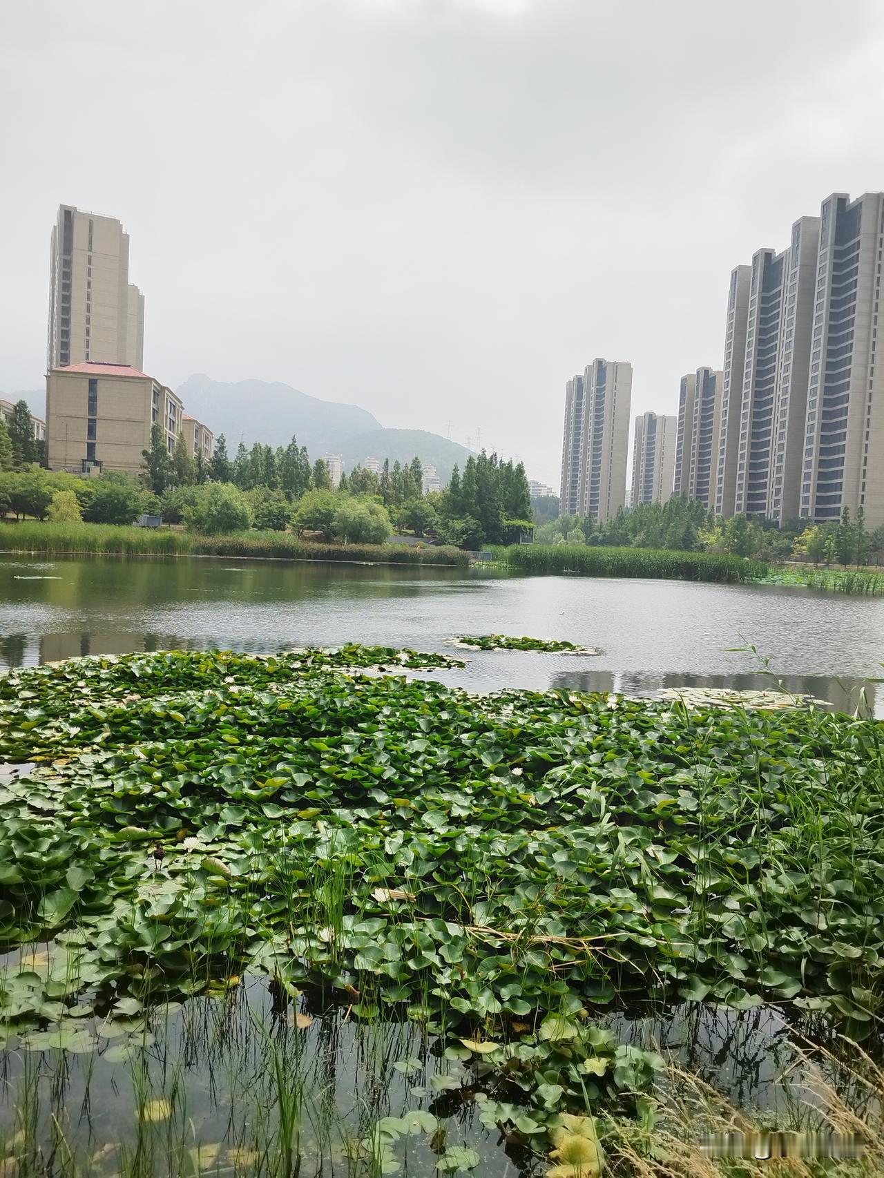 赏荷季来了。

荷花确实很漂亮，大片绿叶中，一枝粉色荷花，亭亭玉立，脱颖而出，犹
