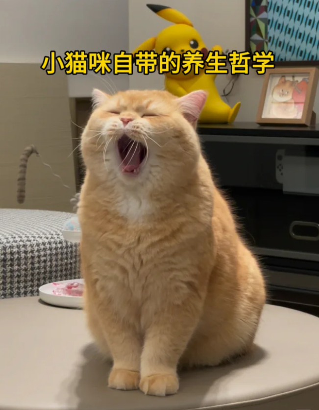 建议气血不足的人都要像猫一样生活1、多晒太阳小猫一到晴天就在窗台晒后背，阳光是天