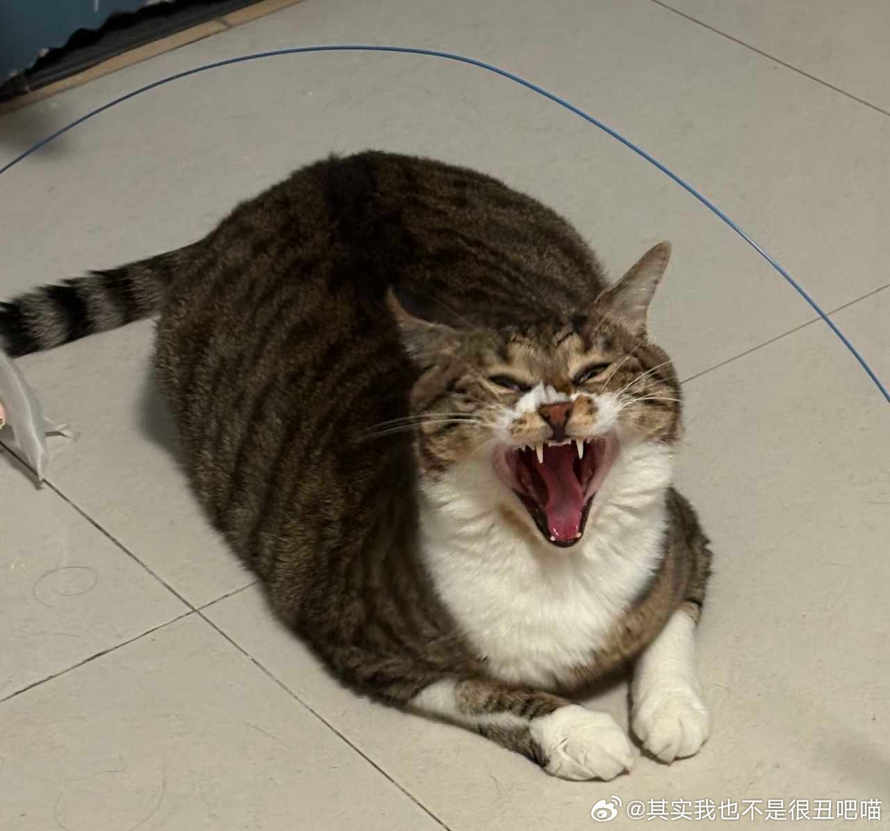 50326【丑猫】其实没有很丑 是丑帅的那种氛围感霸气侧漏的猫 