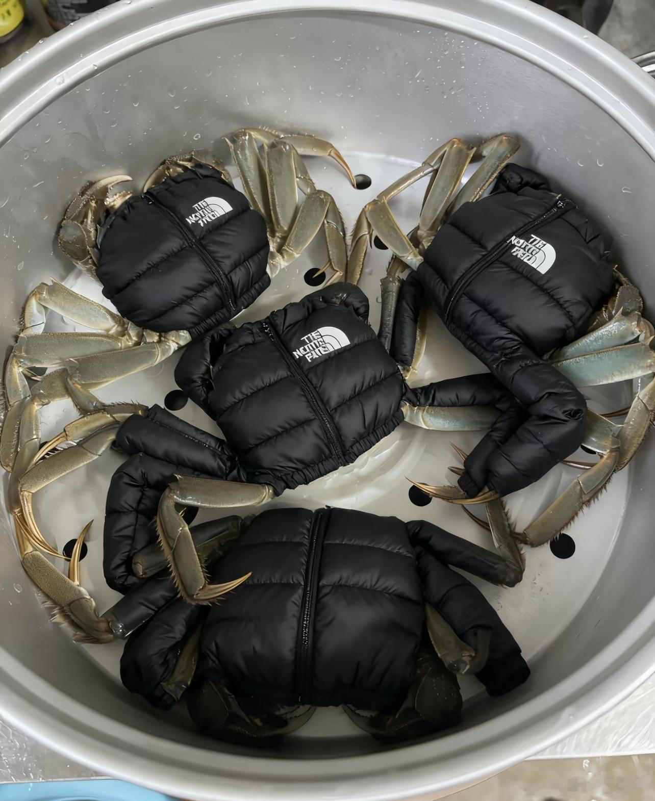 羽绒服也没想到自己会进军动物界 ​​​