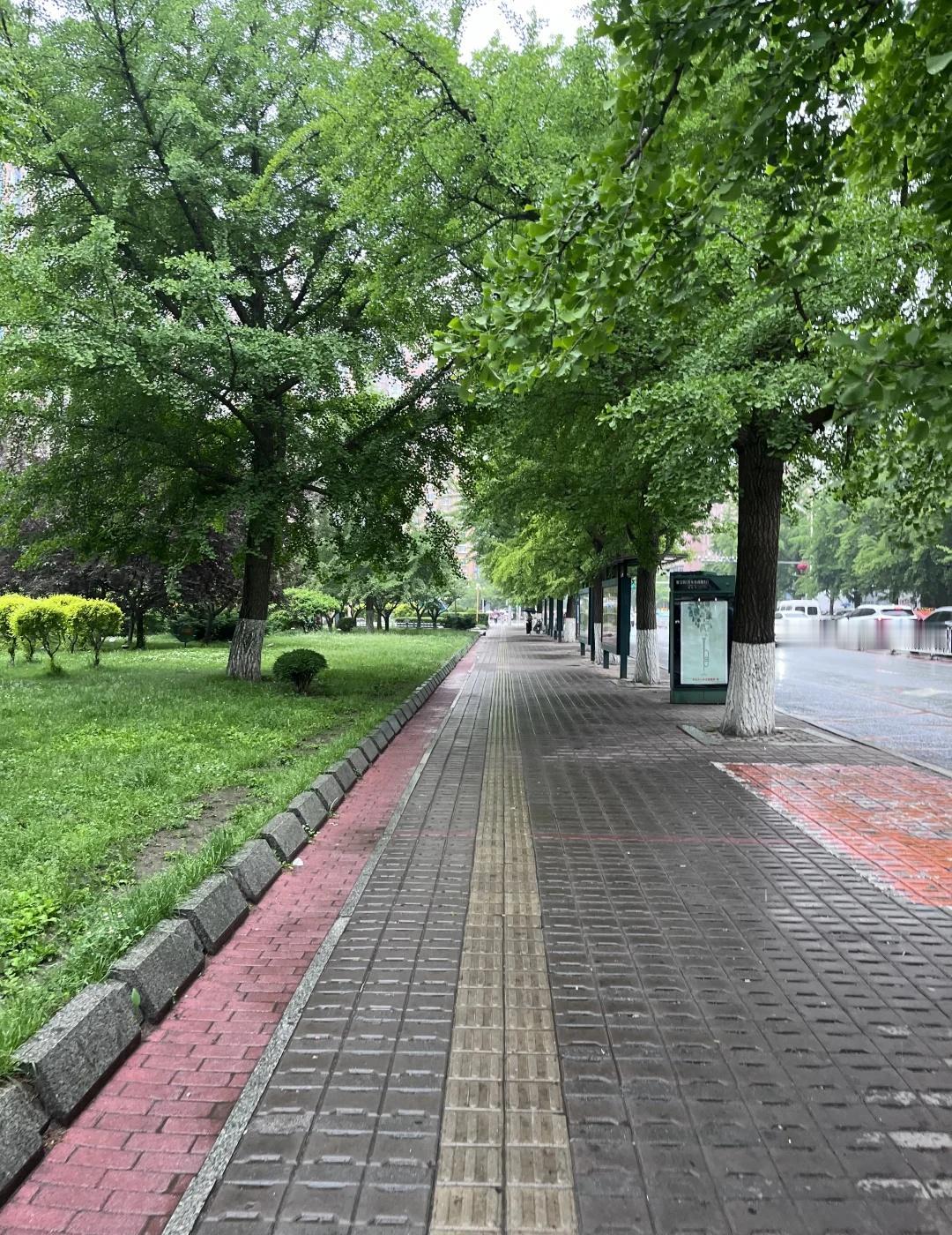 辽宁丹东-丹东迎来了自己的梅雨季
绿化带 辽宁丹东 辽宁