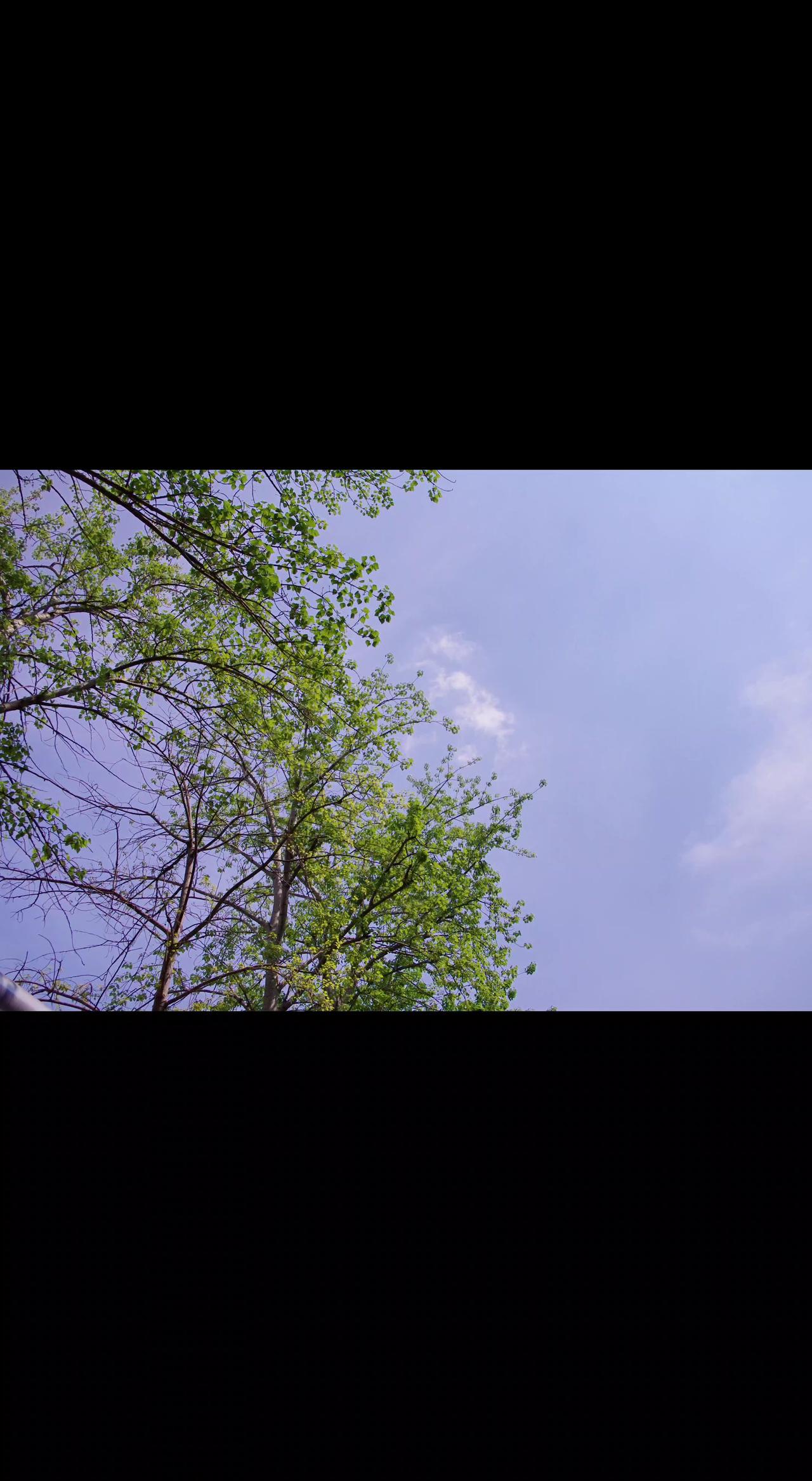 🌿仰头撞见树尖吻云☁️，风把碎光筛成星子✨。人间忽晚，绿意正贪欢～