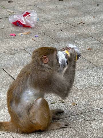 我不是去上班 是去观察人类迷惑行为样本