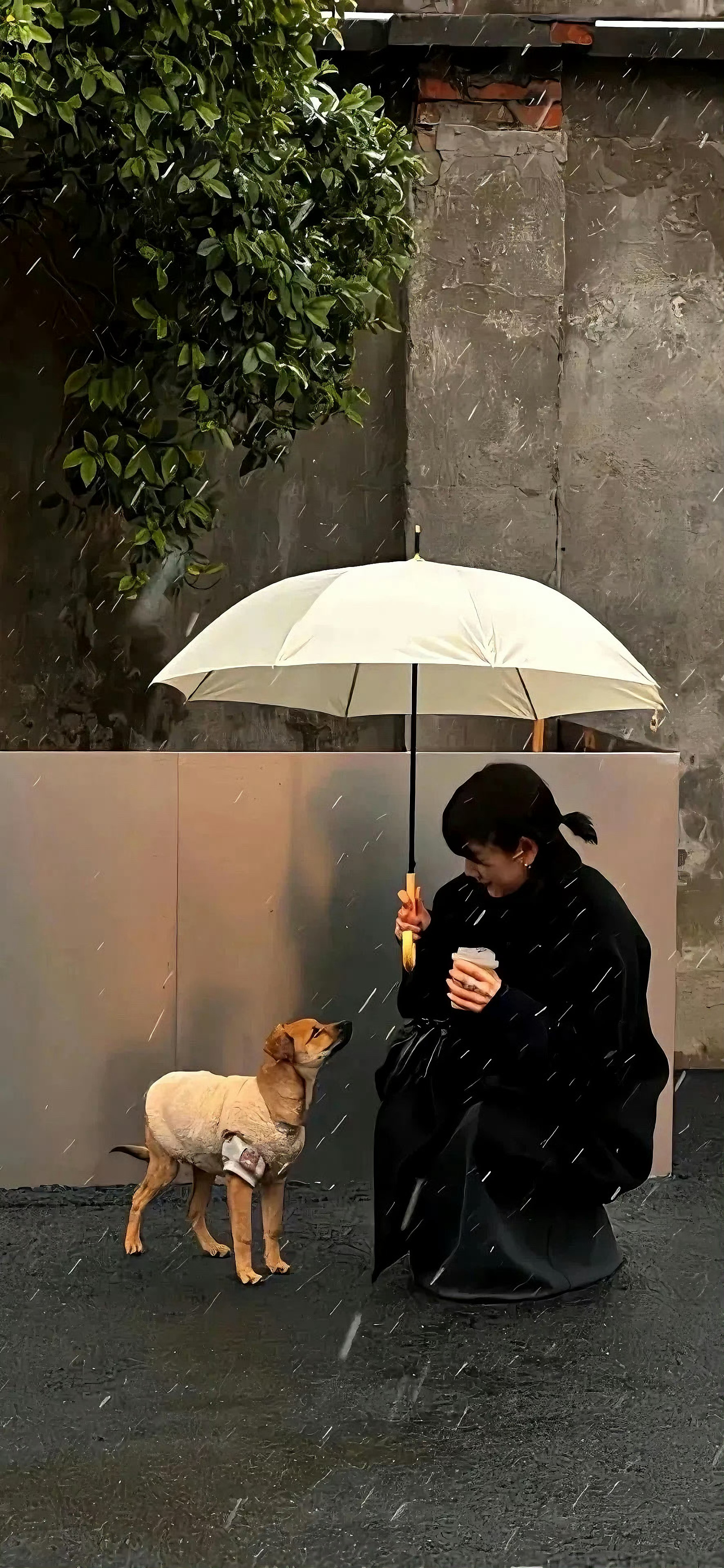 ₍ᐢ..ᐢ₎ins 氛围感锁屏壁纸 