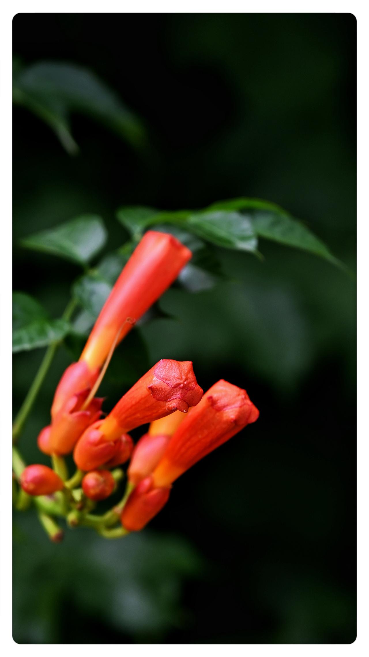 凌霄花