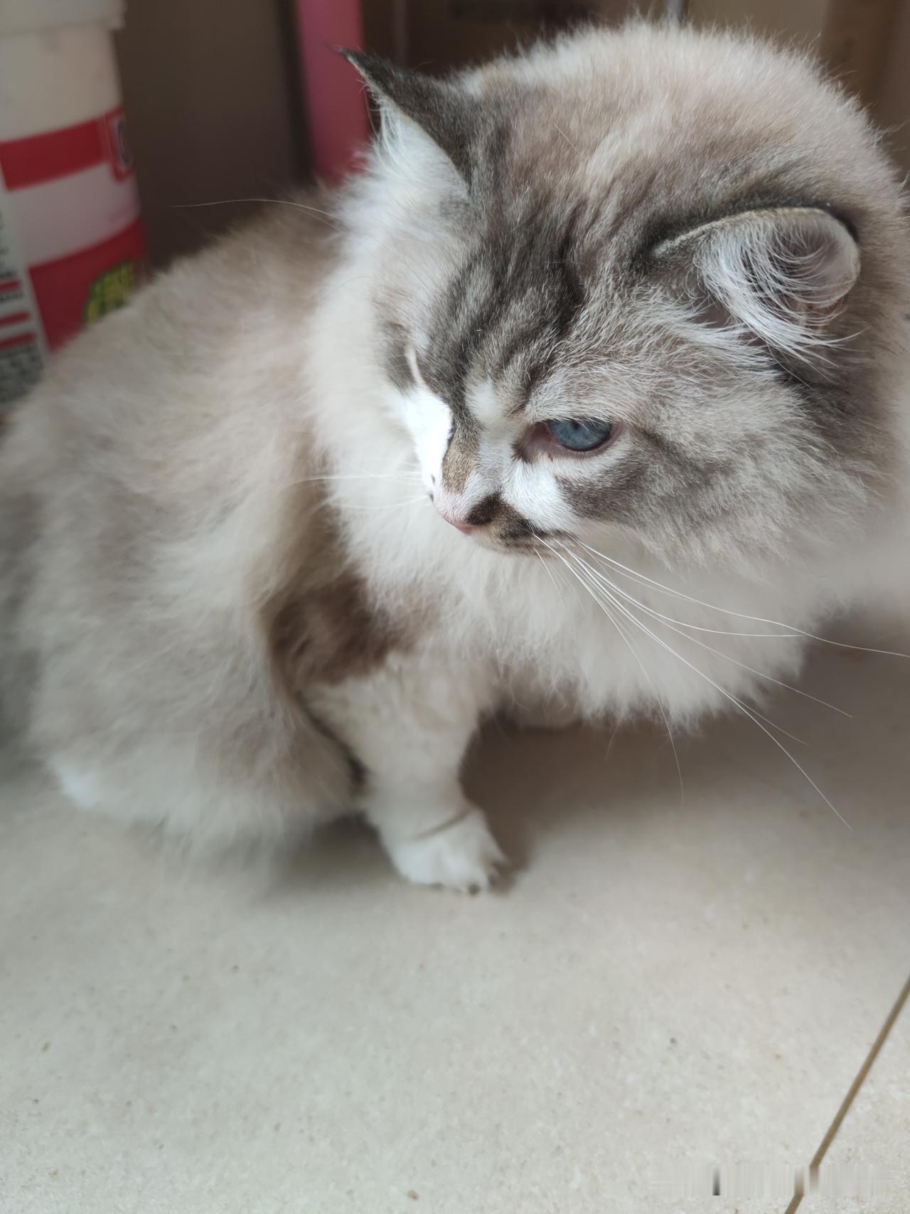 看看你们的小奶猫我家的毛小孩，从被姐姐带回来今年5年了，现在也成为了家庭成员之一