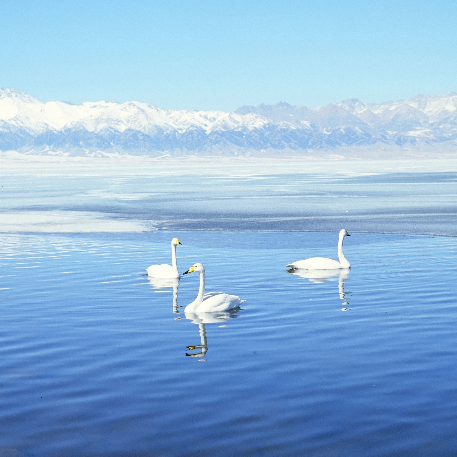 在赛里木湖拍到了一些超美的天鹅！白色的天鹅在蓝色的湖面上悠闲地游来游去，简直像画