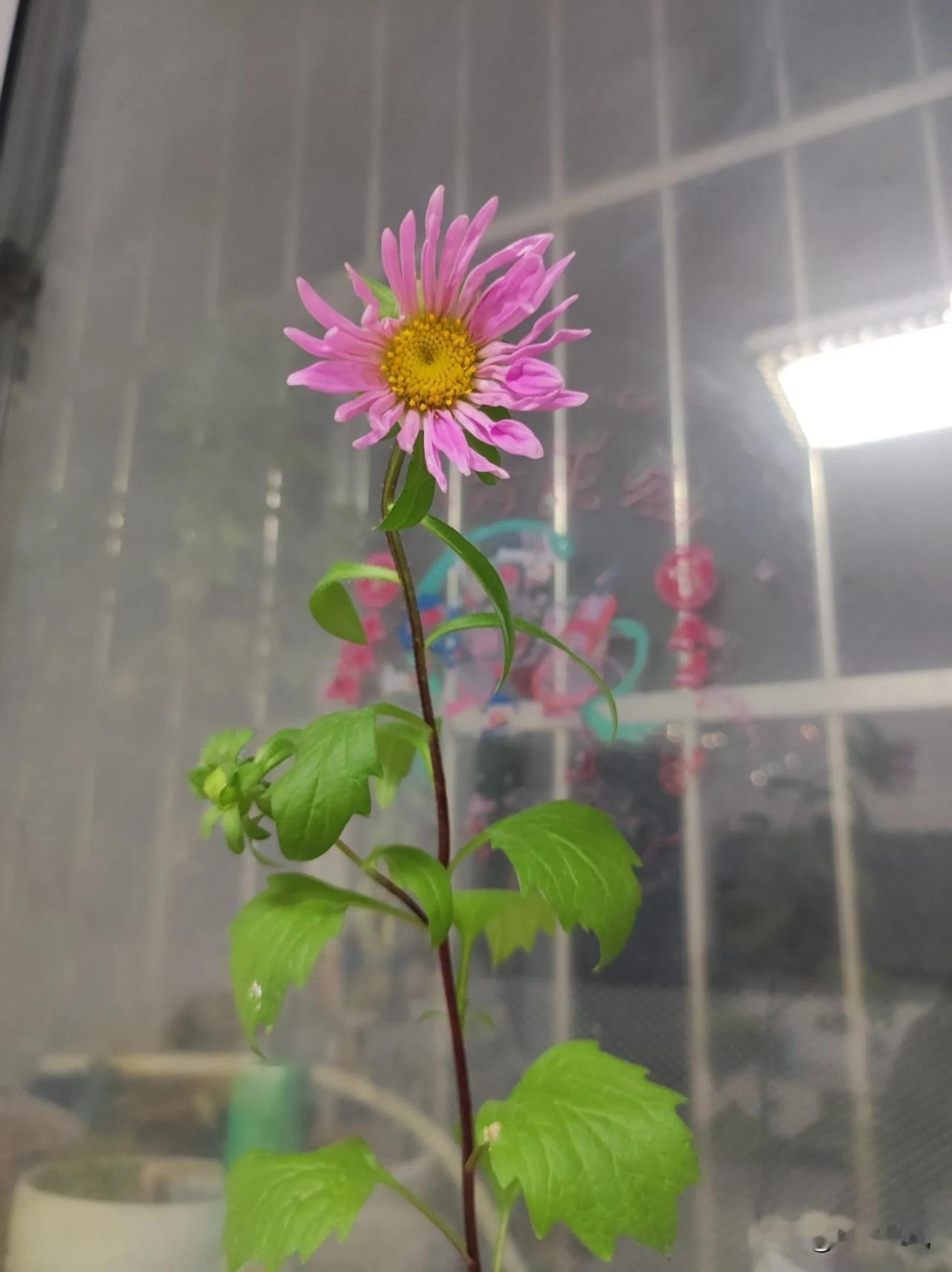 对下联原创烹酒论今古

煮对烹
茶对酒
聊对论
天地对今古
哈哈，是不是工整啊