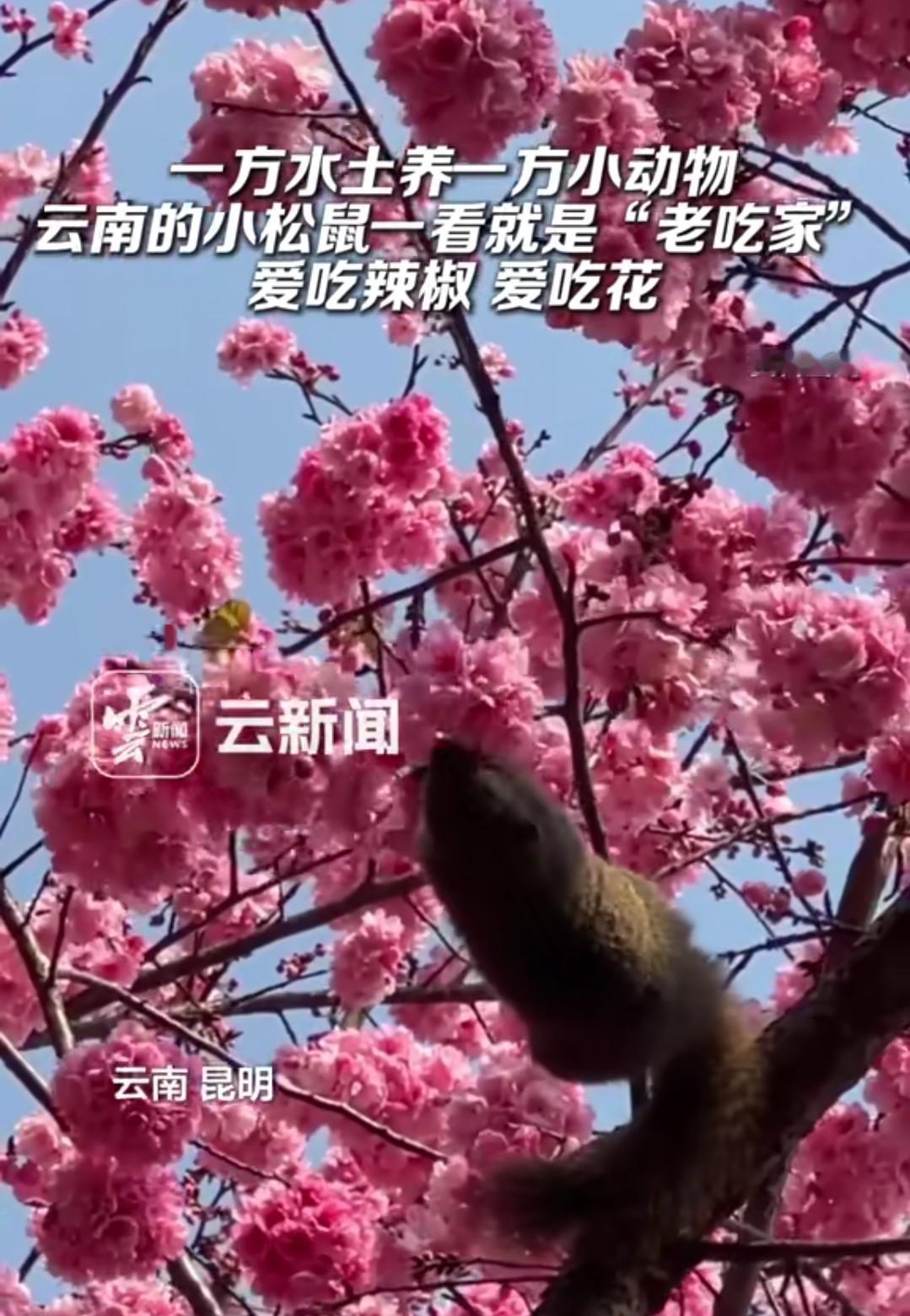 一方水土养一方小动物！云南的松鼠吃的是什么？吃花、吃辣椒。
特别是这个吃辣椒的，