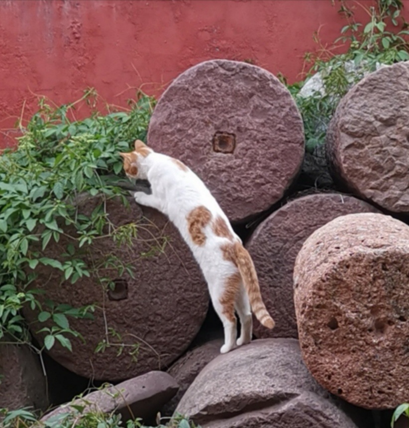 猫宁。今日多帅强弟。一日二猫，今日无洋猫，上张寻宝的猫，中猫则是绿丛中的绿眼猫。