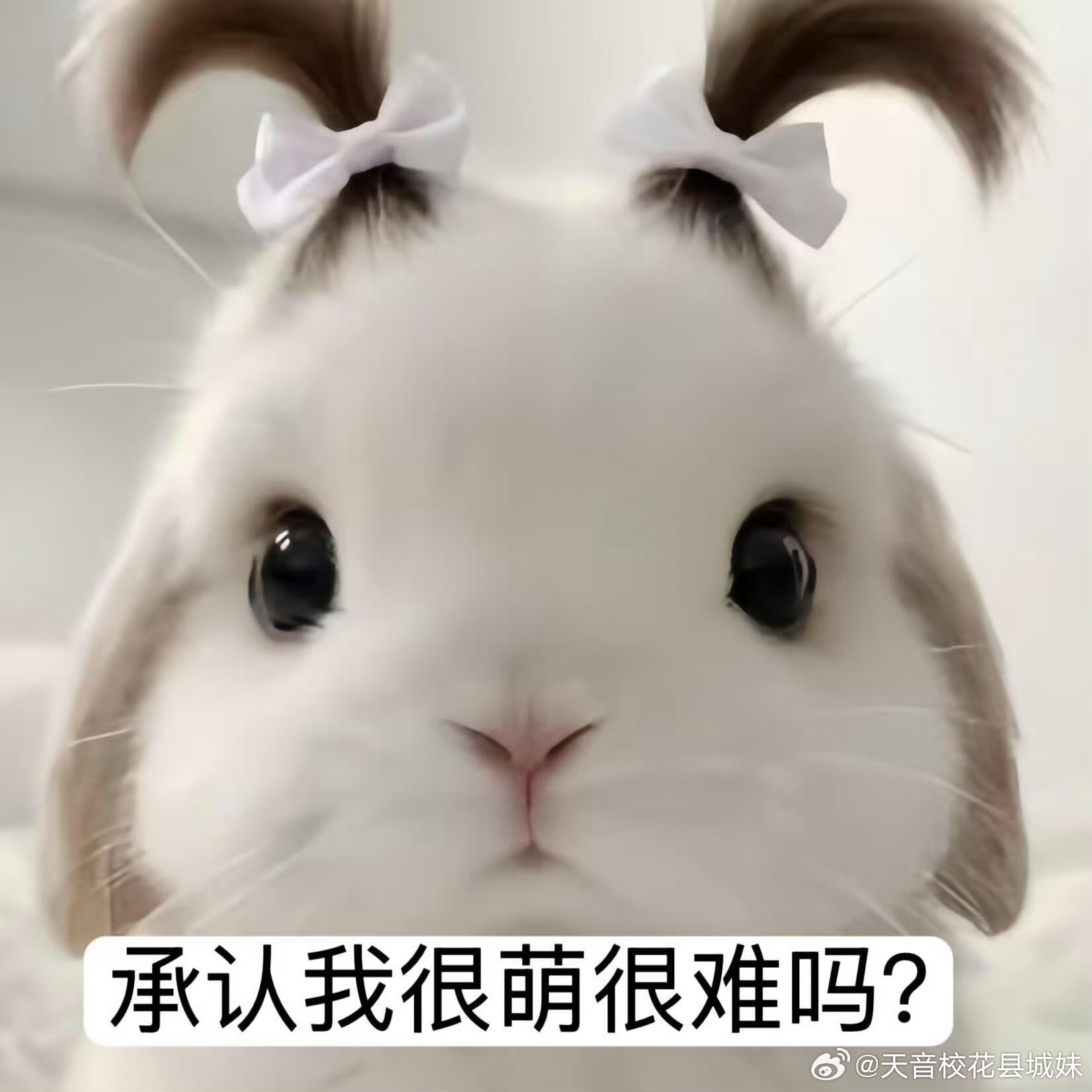 每日萌宠打卡 ​​​