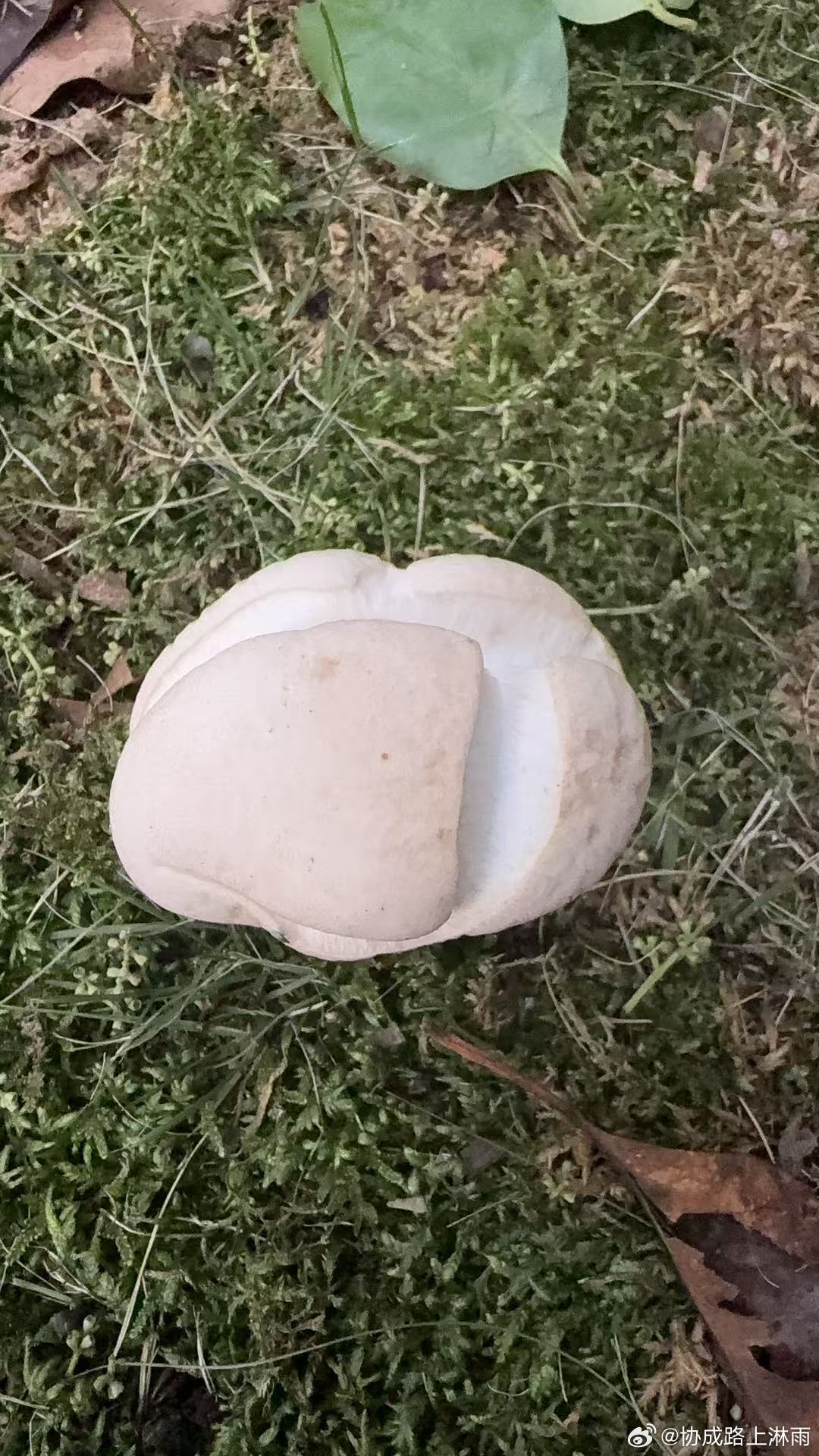 小区内找到一个大蘑菇哈哈哈，说是有毒的 