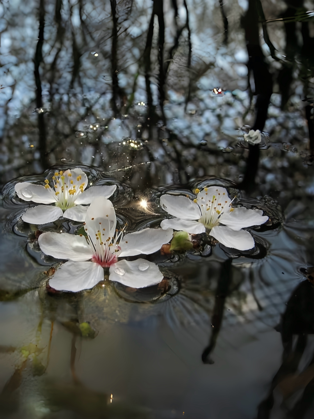 遇你如春水映梨花 