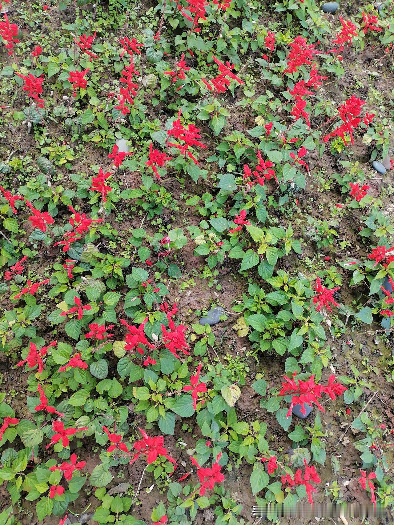 随手一拍分享最美的花