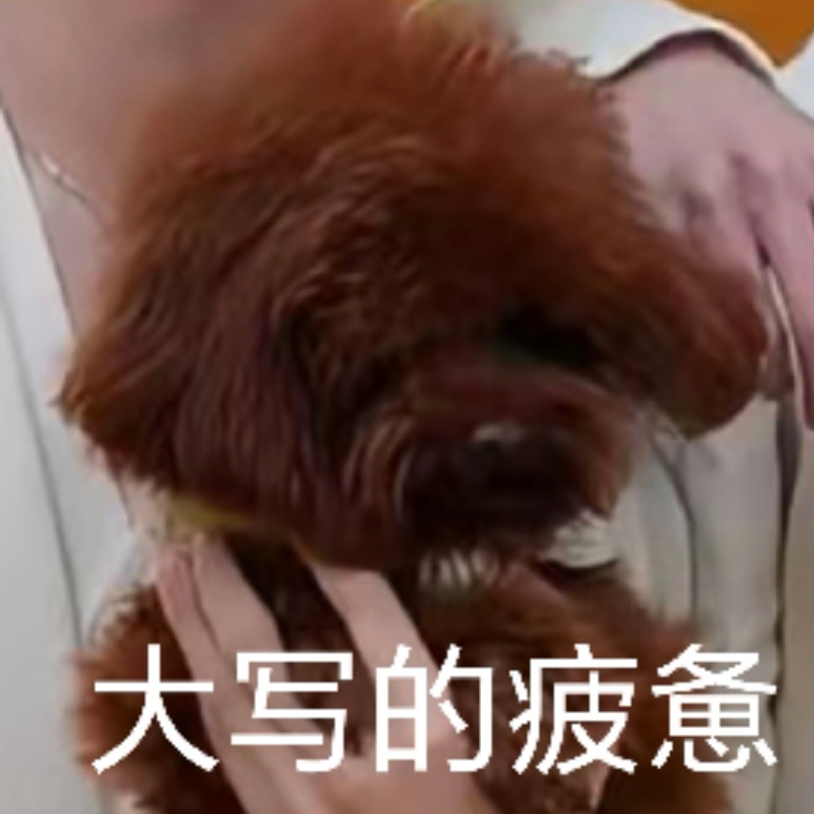 ctbz的阴间作息，让俺爸妈外拍到凌晨五点