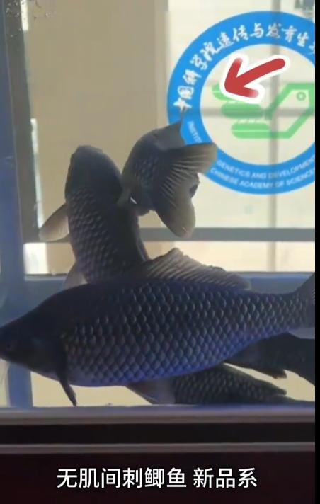 吃鲫鱼被小刺卡住的，有没有人经历过？喝醋汤，解决不到，只能去医院找医生拔刺。现在