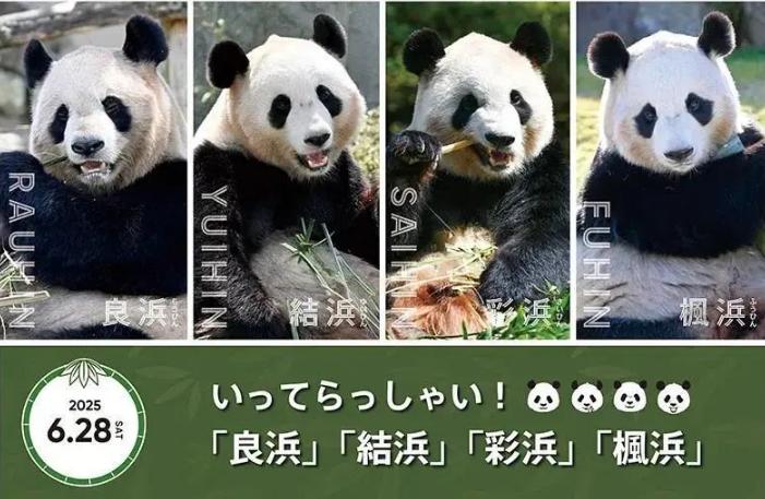 日本宣布：将在6月28日，归还中国大熊猫！2025年5月23日，日本发布这么一条