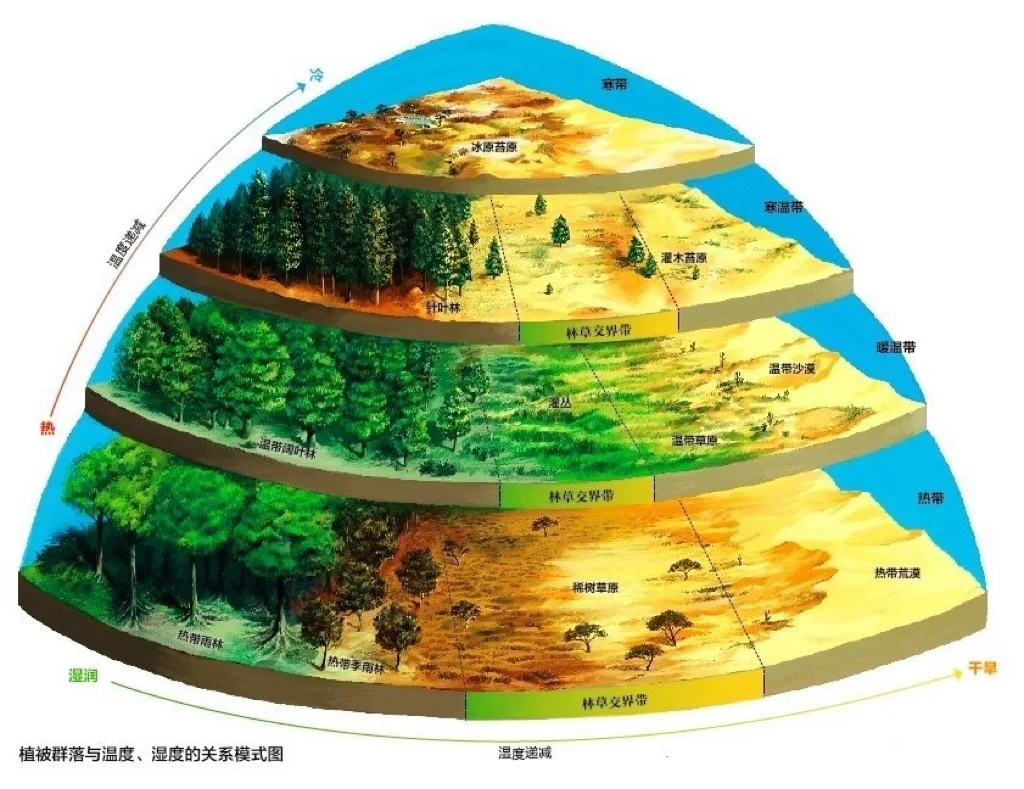 【地理知识】温度和湿度控制着森林的分布