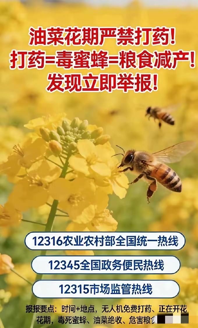 深夜用无人机洒农药造成的损失不仅是毒杀了采花授粉的蜜蜂和农作物减产这么简单，更大