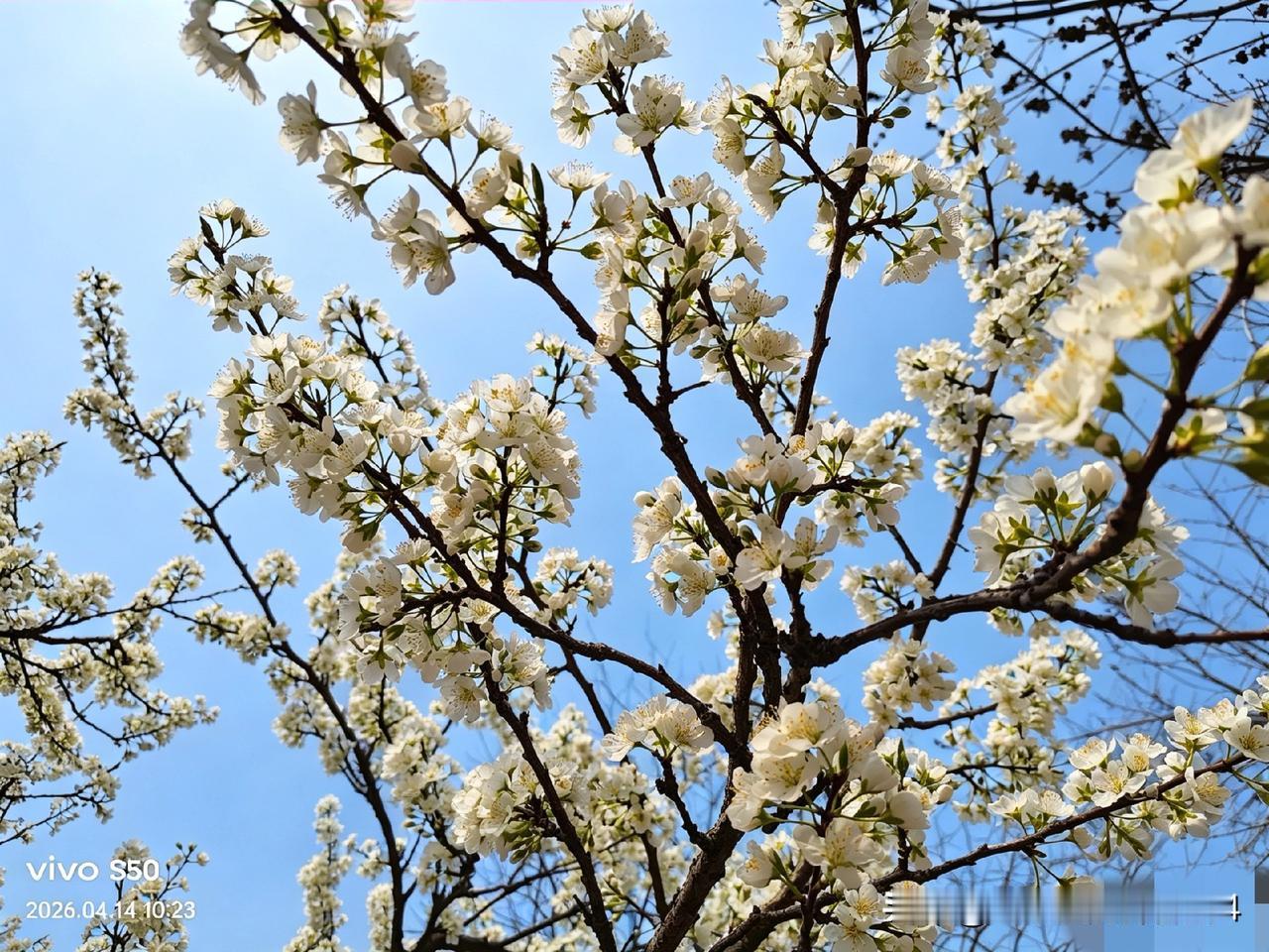 晒晒随手一拍美丽的花朵花开的时候只管美丽绽放，花谢的时候留下绿意盎然。