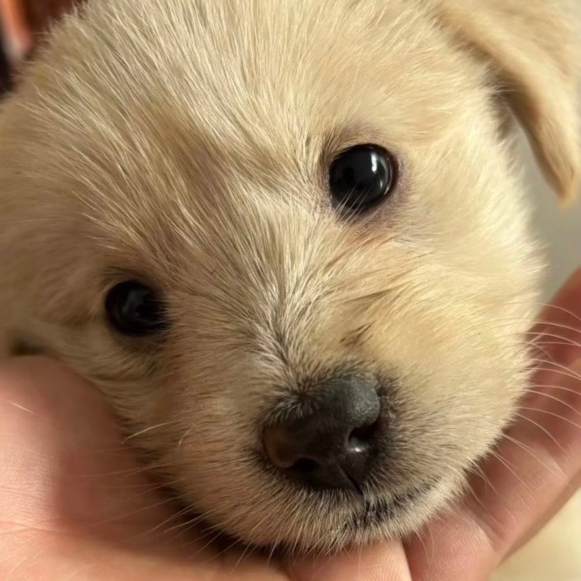 一模一样🐶 