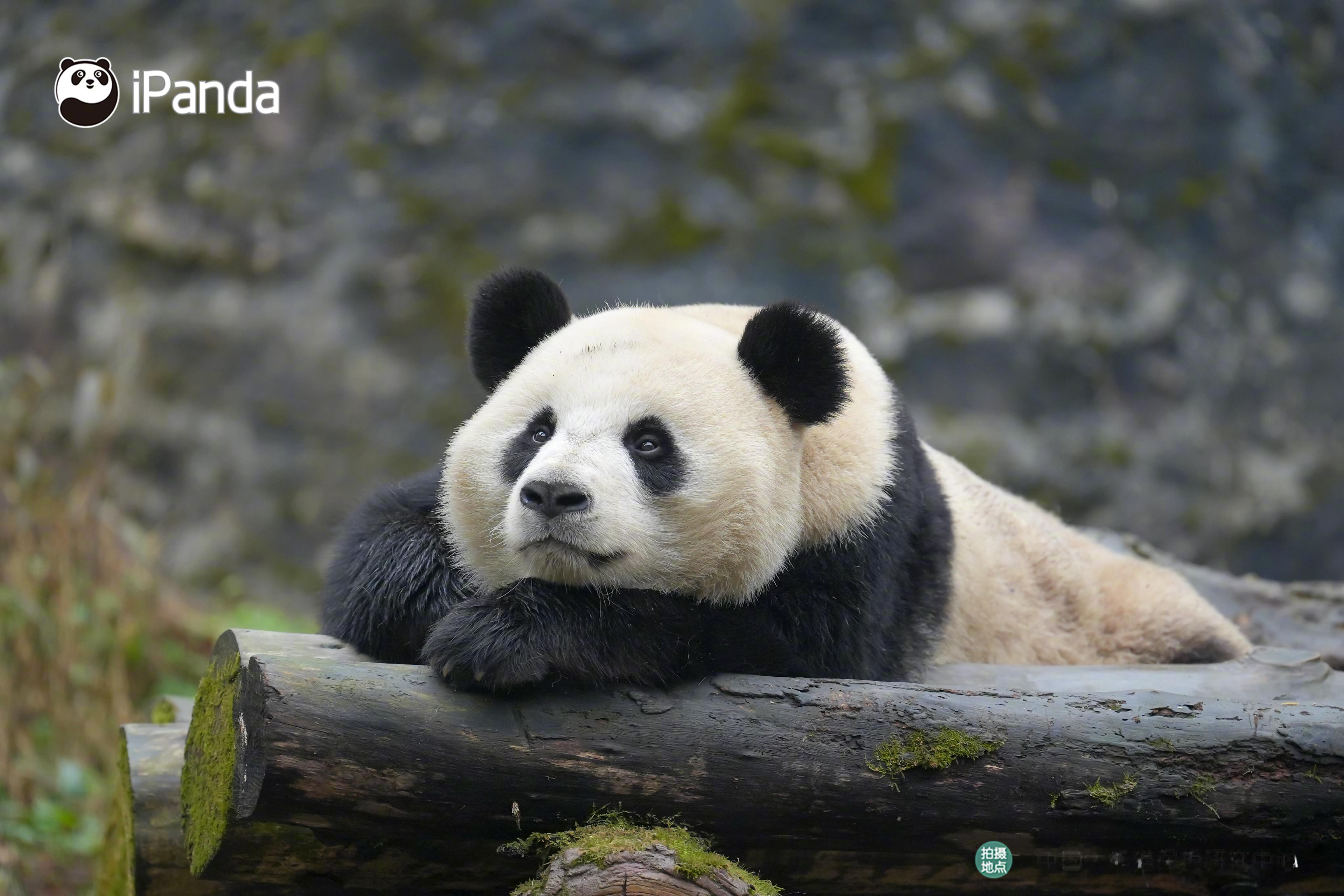 【大熊猫的治愈从早安开始🌟】🐼发言熊：“优悠”名熊名言：不必急着奔赴，慢下来