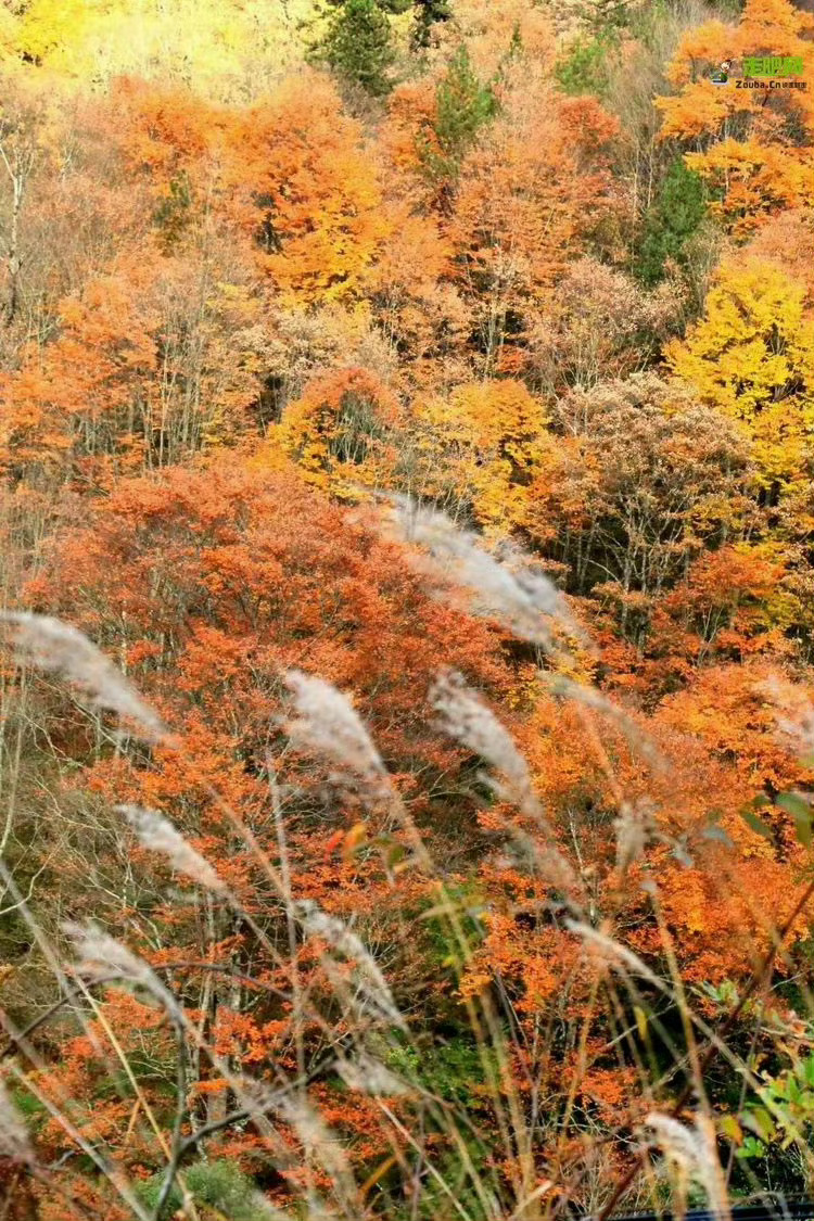 秋天的陕西宝鸡·黄柏塬，是一幅实实在在的长卷风景油画，彩林缤纷绚烂让人挪不开眼。