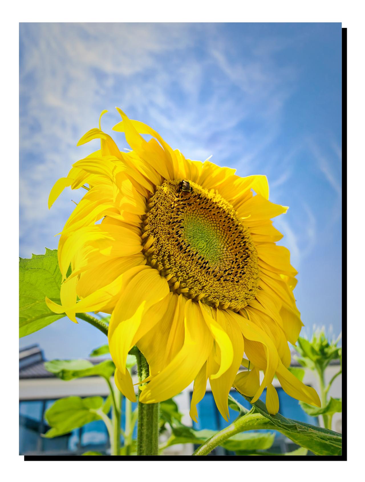 发一张你相册最近拍的花7月23日，察哈尔右翼后旗民俗院几棵向日葵