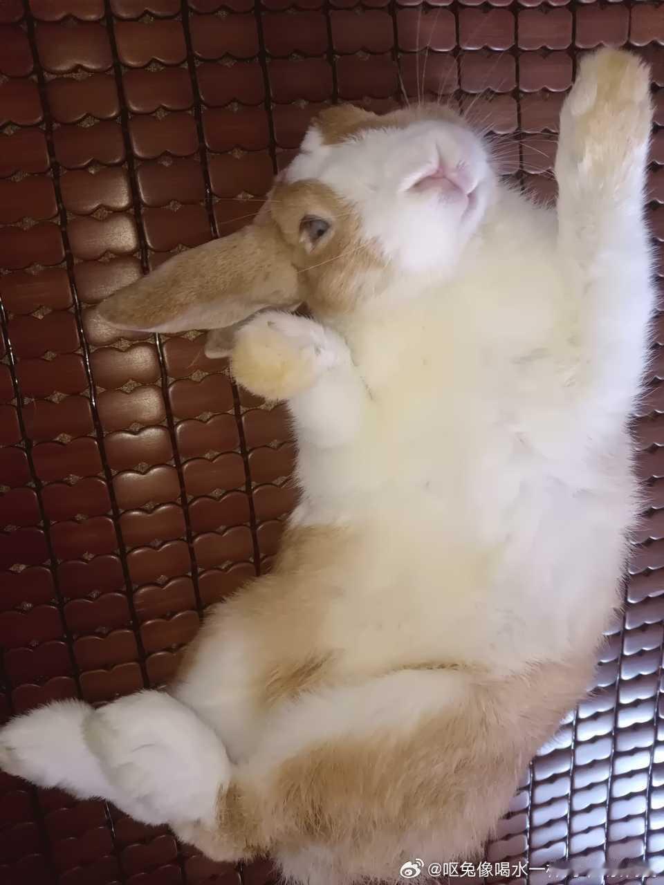 15029🐇【投稿】让大家看看小面包🍞是怎么鬼迷瞪眼的？（其实是角度问题） 