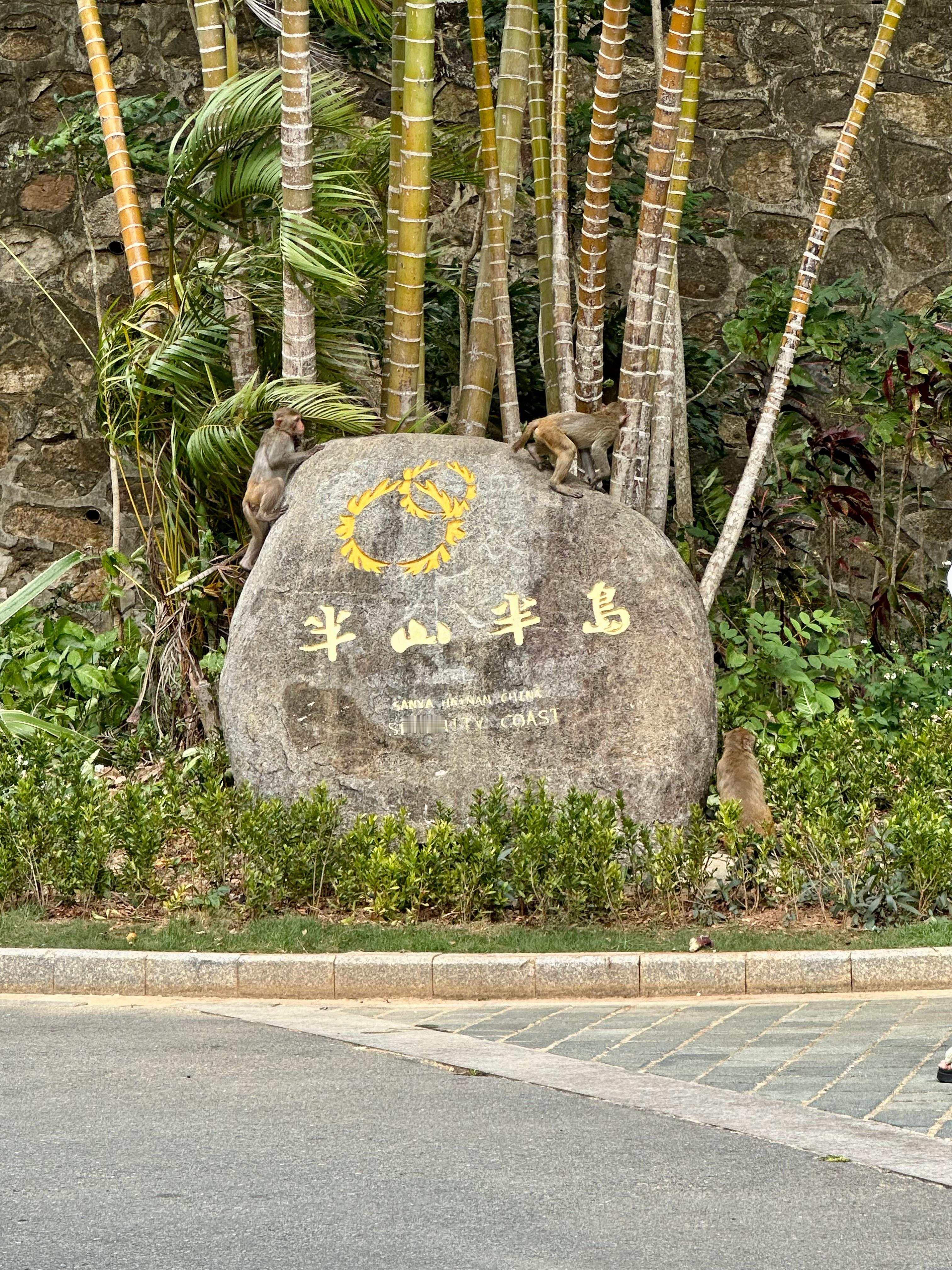 住在半山半岛省了去猴岛的门票满小区猴子[笑cry]  