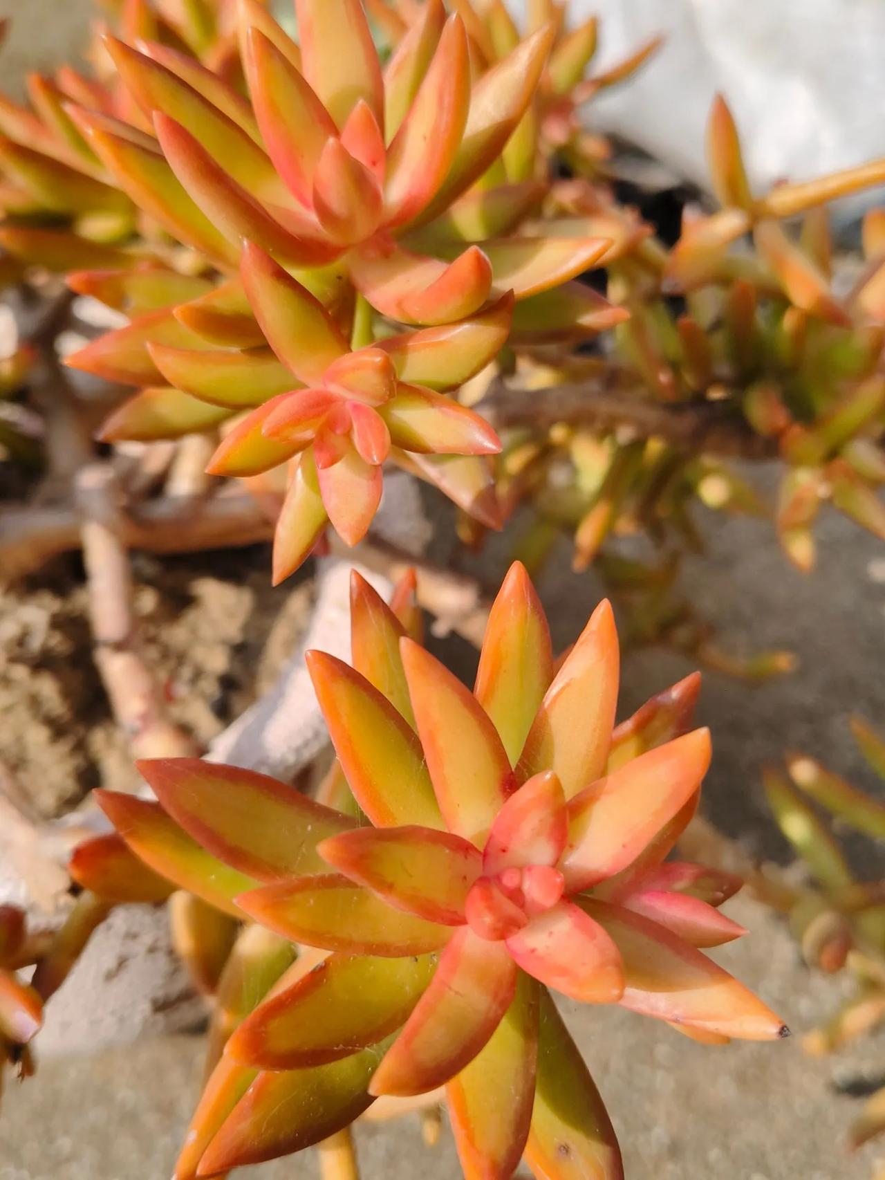 岁月静好，岁岁年年。