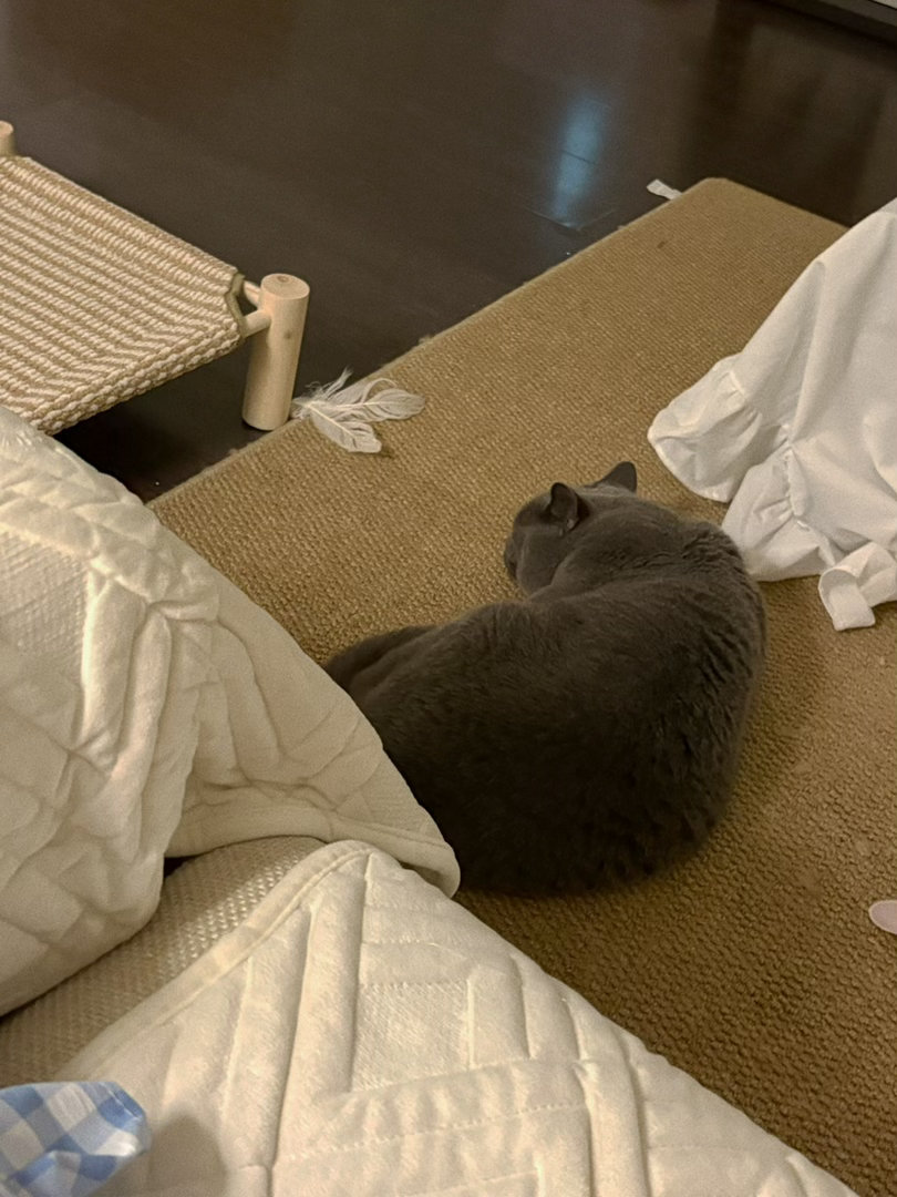 兄弟俩🐱 ​​​