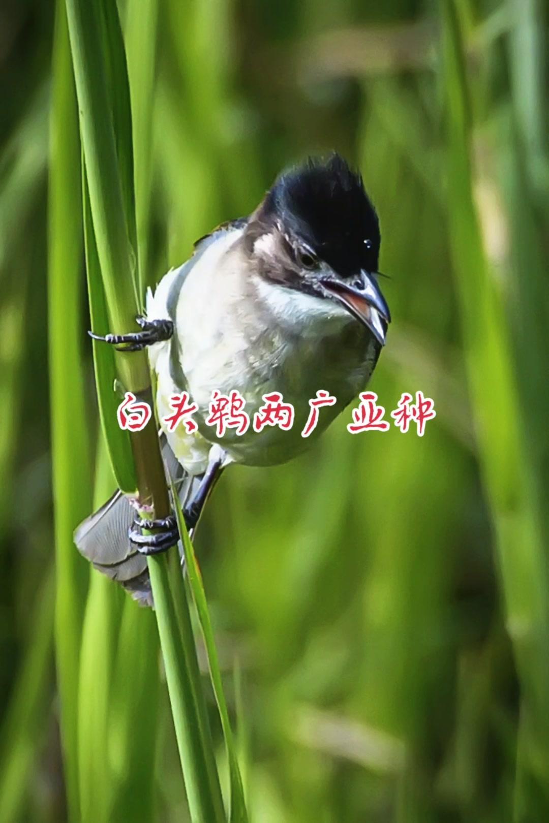 🐦白头鹎两广亚种，是我最近在小区附近常遇到的小可爱。羽毛是那种嫩嫩的橄榄绿色，
