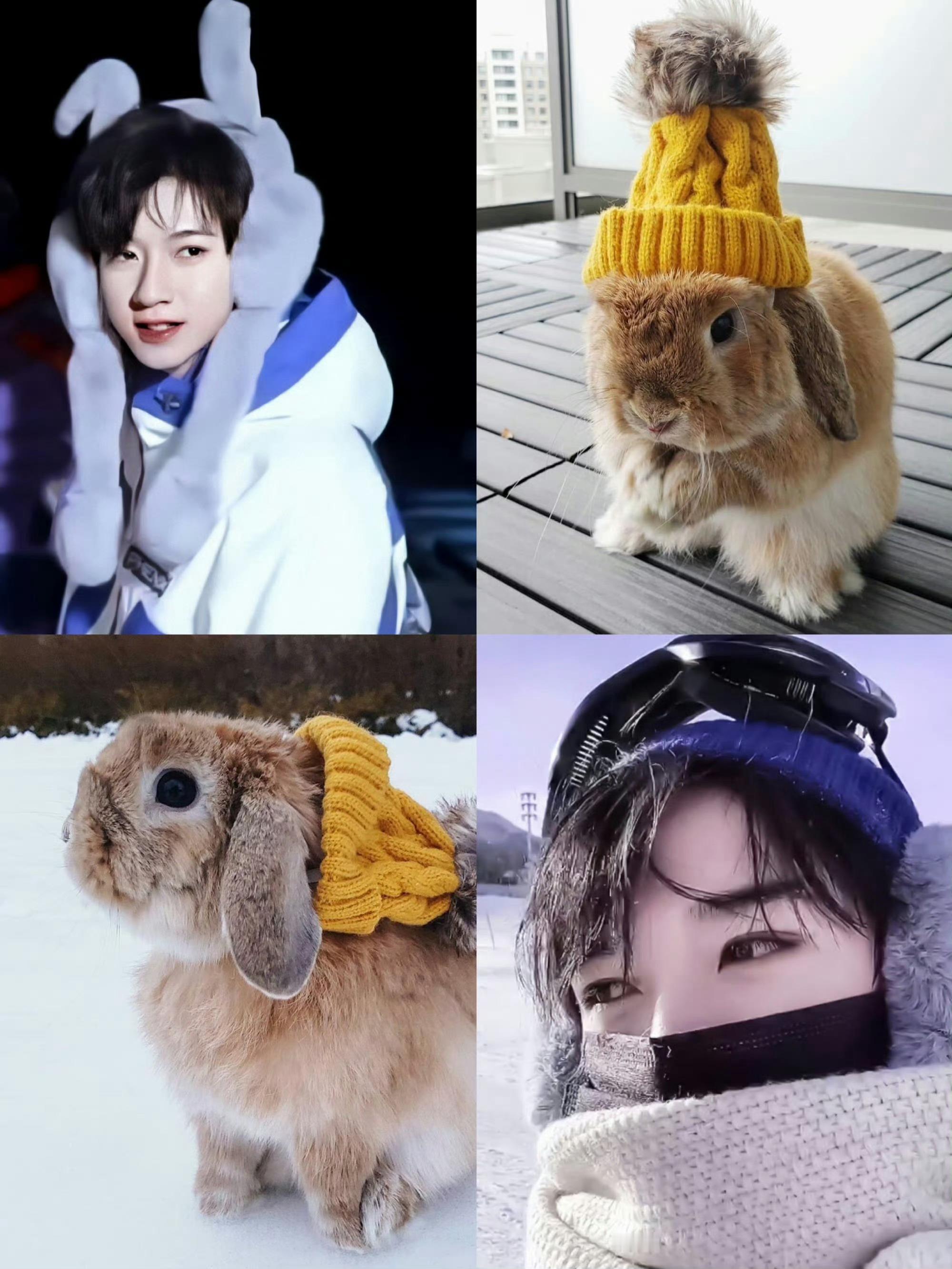 #贺峻霖疑似兔耳造型#哇哦！看到真兔子了🐰！贺峻霖和垂耳兔也太适配了吧！可爱元