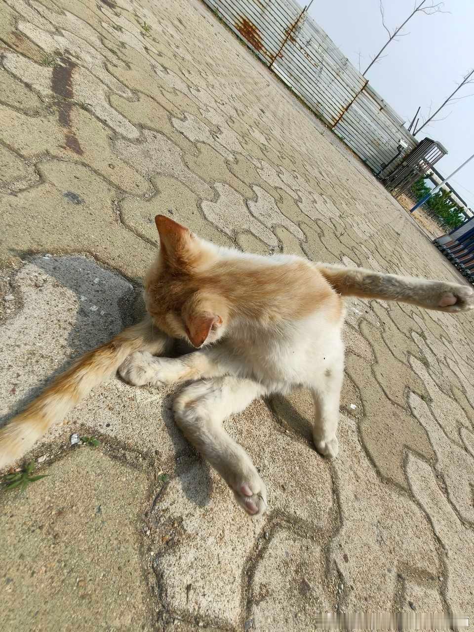 49238【丑猫】每日一忧郁 