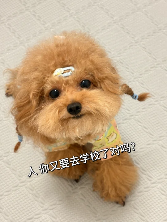 人，你又要去学校了对吗？