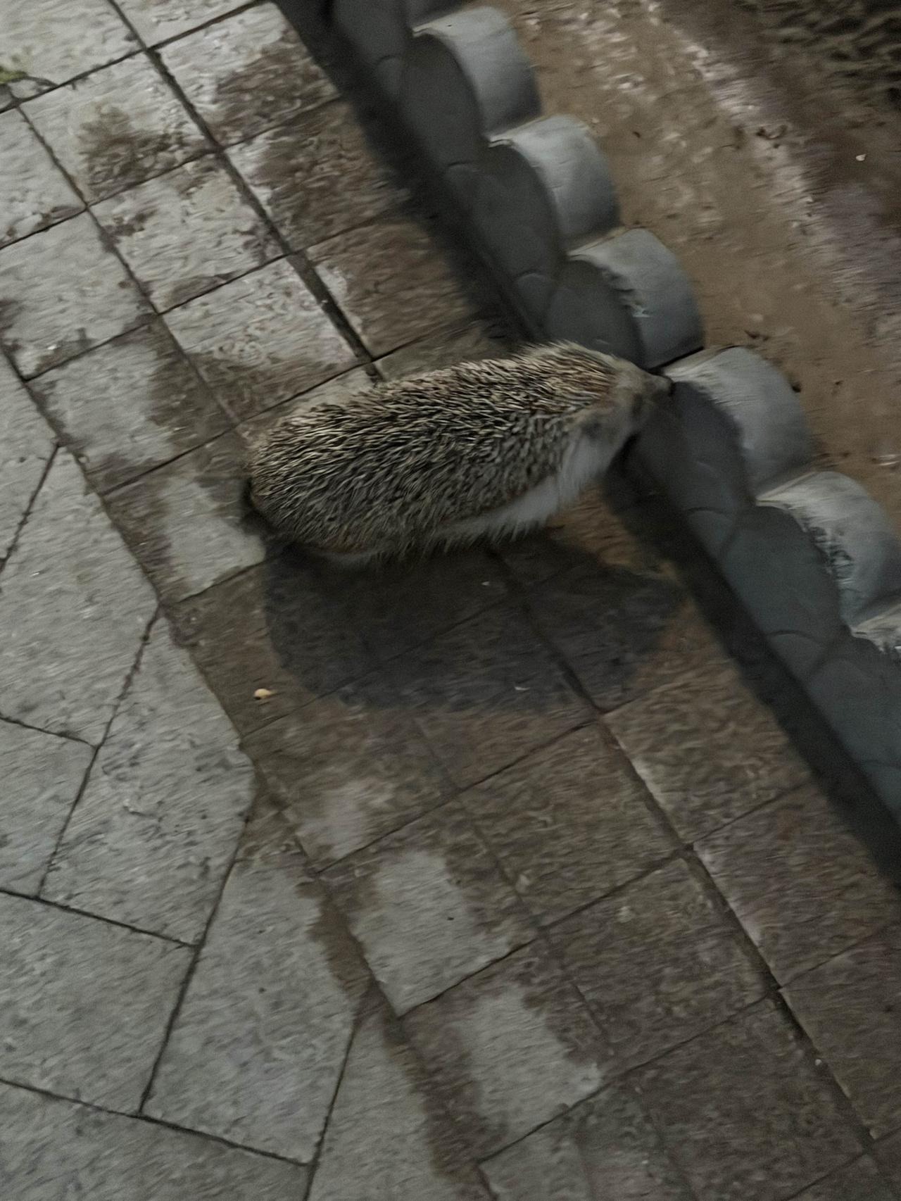 “萌宠探秘：好奇的刺猬探访城市角落”🐹🏙️喜欢街拍的你，有木有得意之作 有哪
