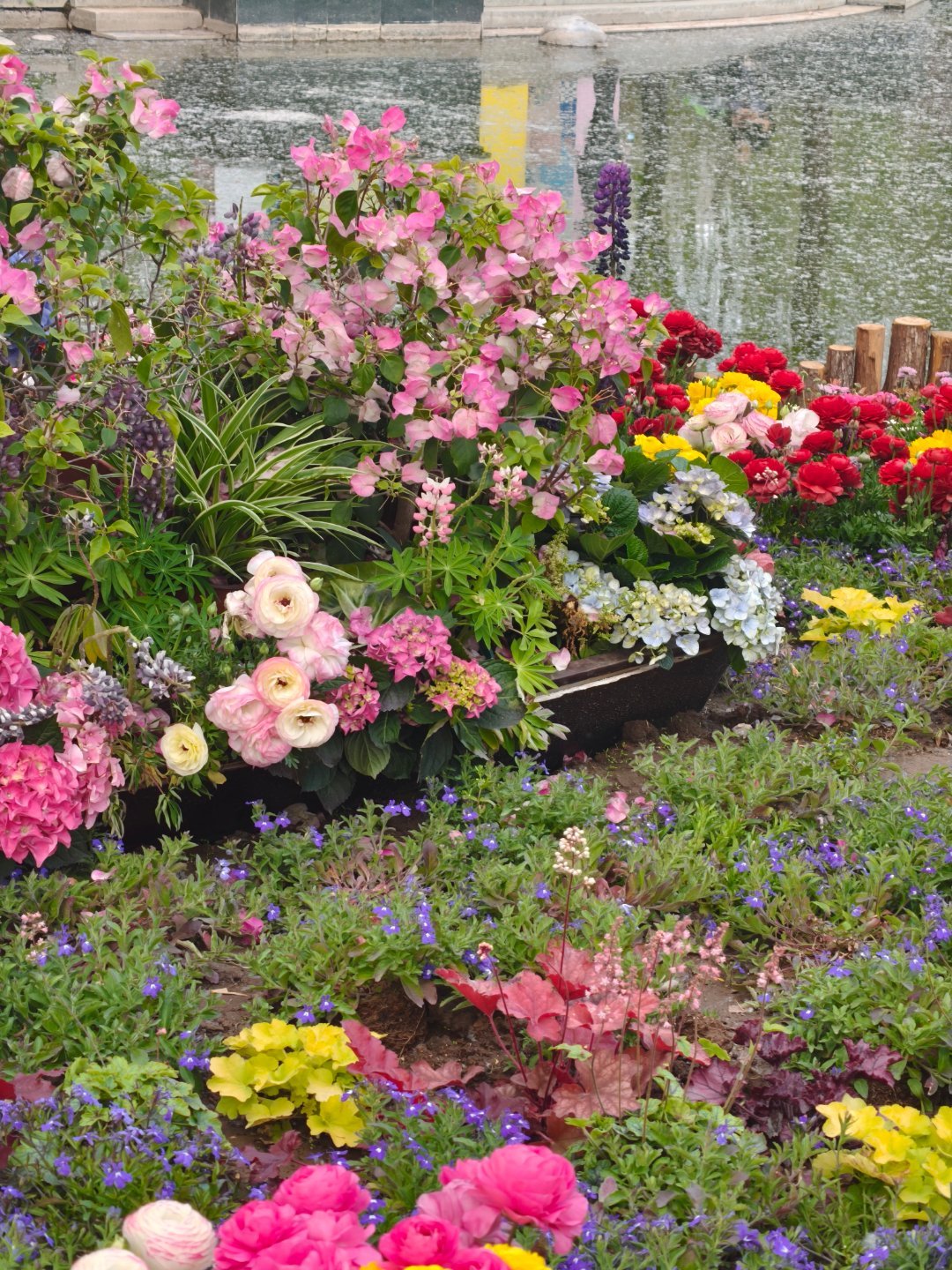 在小区旁的公园走半小时，花真的都开了🌷“春天没有方向，春天只顾花开。”赏花 北